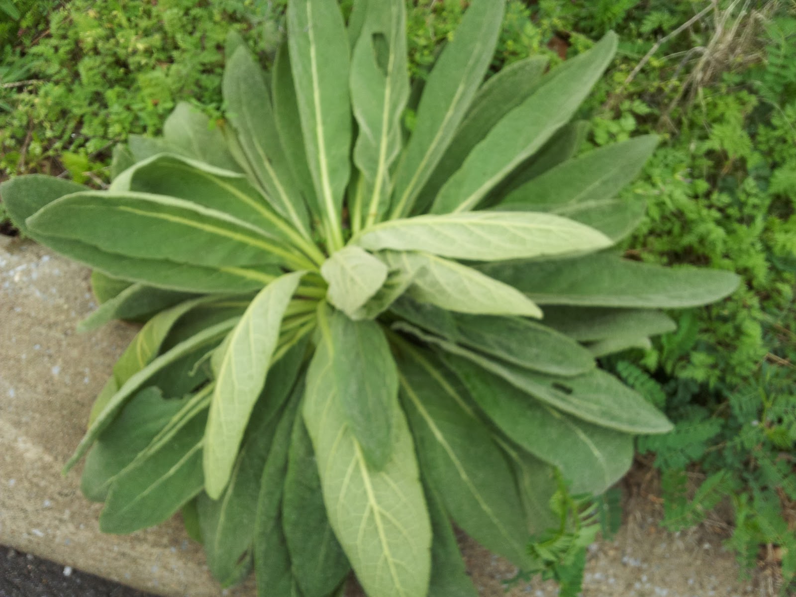 Southern Forager: The Soft and Fuzzy Mullein