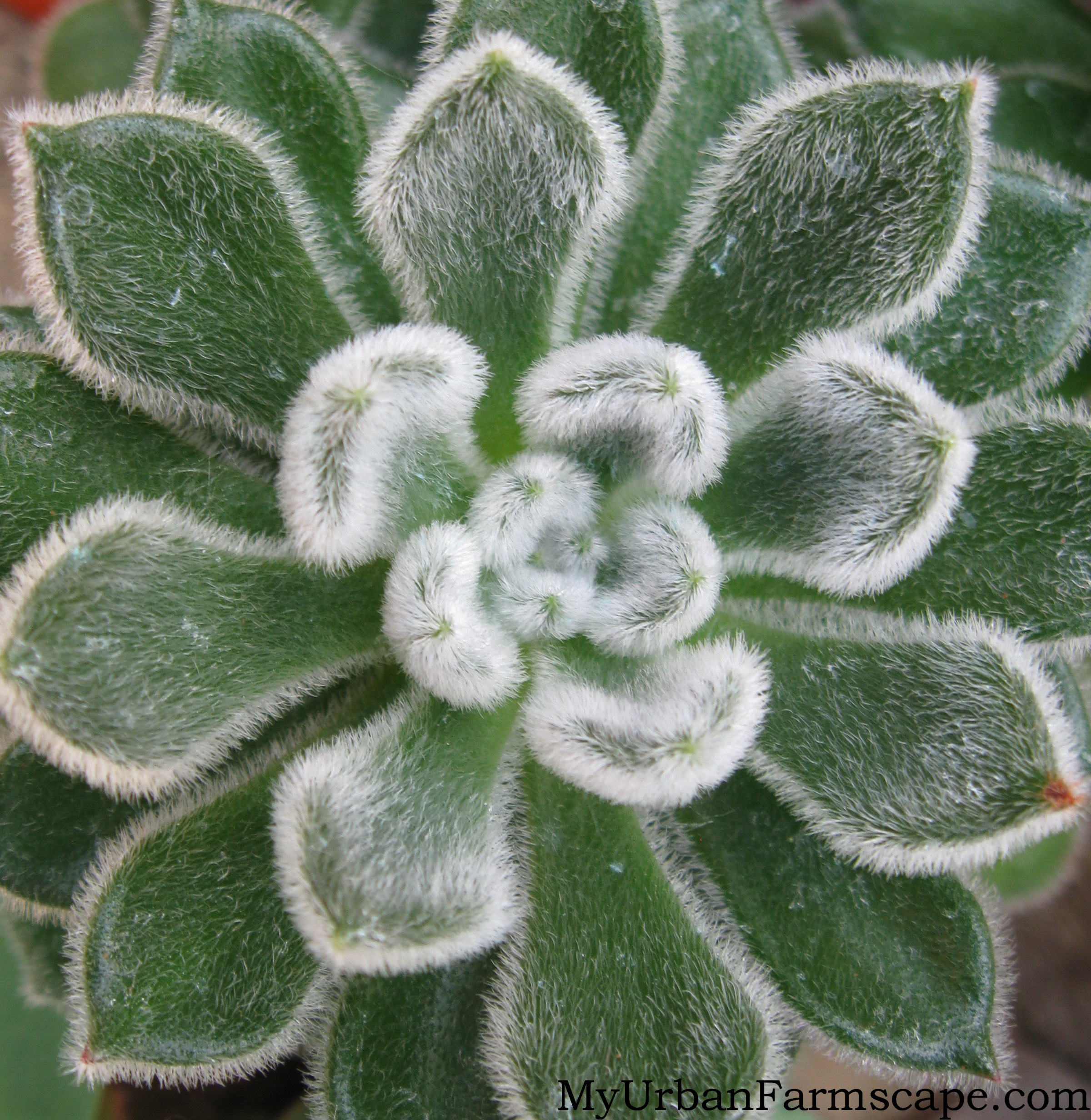 Best Plants With Fuzzy Leaves At Rosette Fuzzy on Uncategorized ...