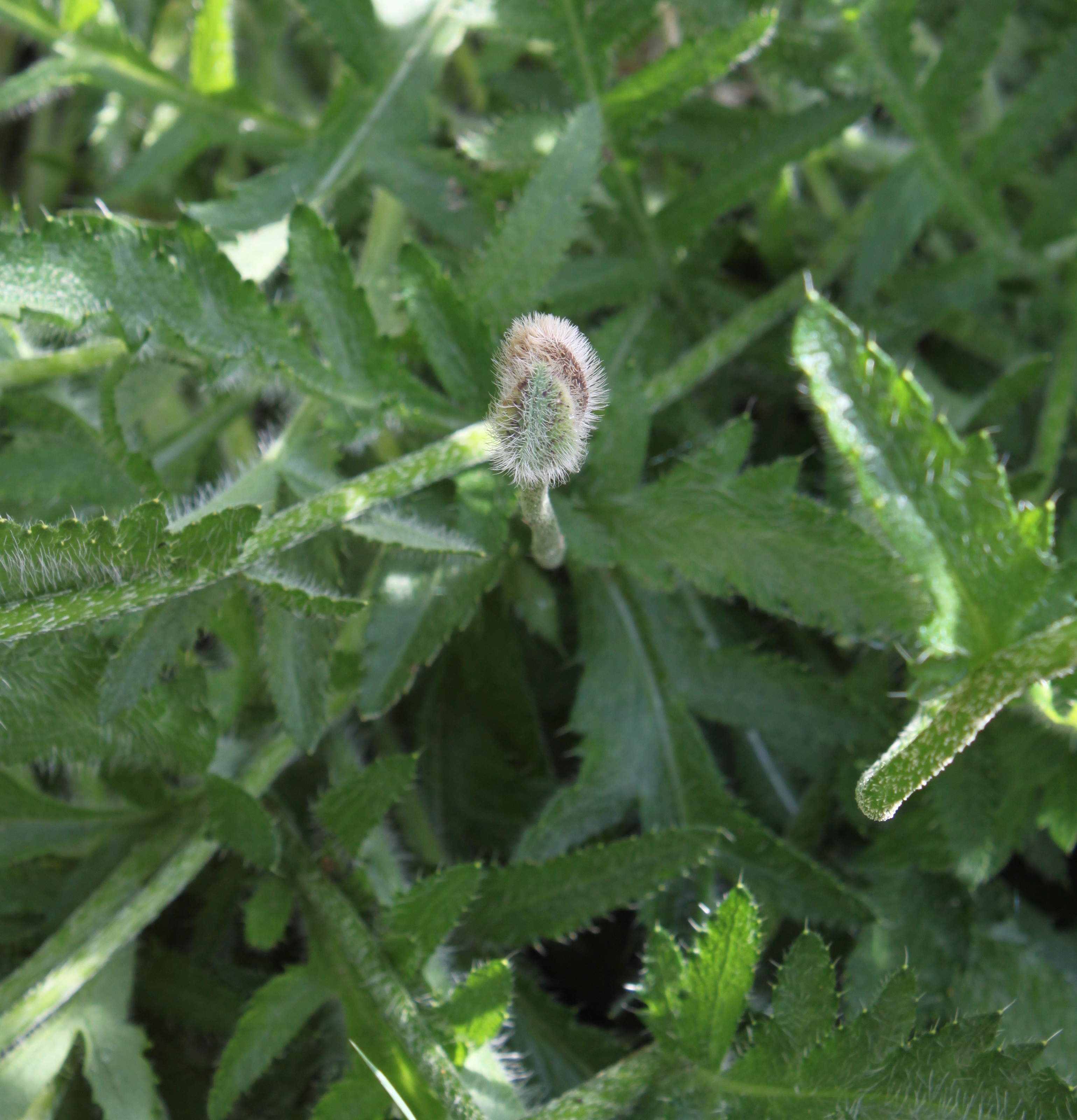 Fuzzy Leaved Plants. Beautiful Fuzzy Leaved Plants With Fuzzy Leaved ...