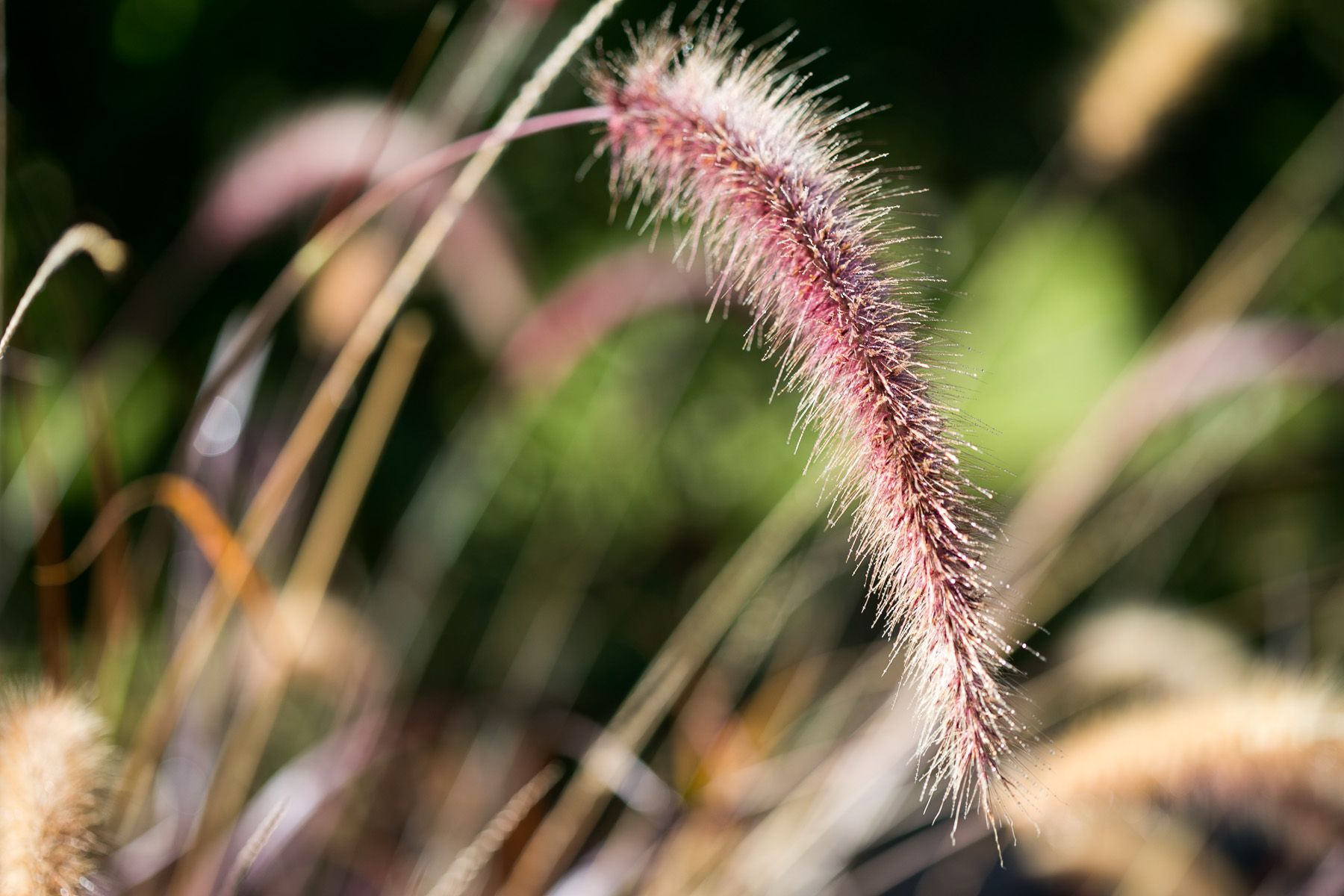 Fuzzy Plant: A Macro Study | Peter Hung