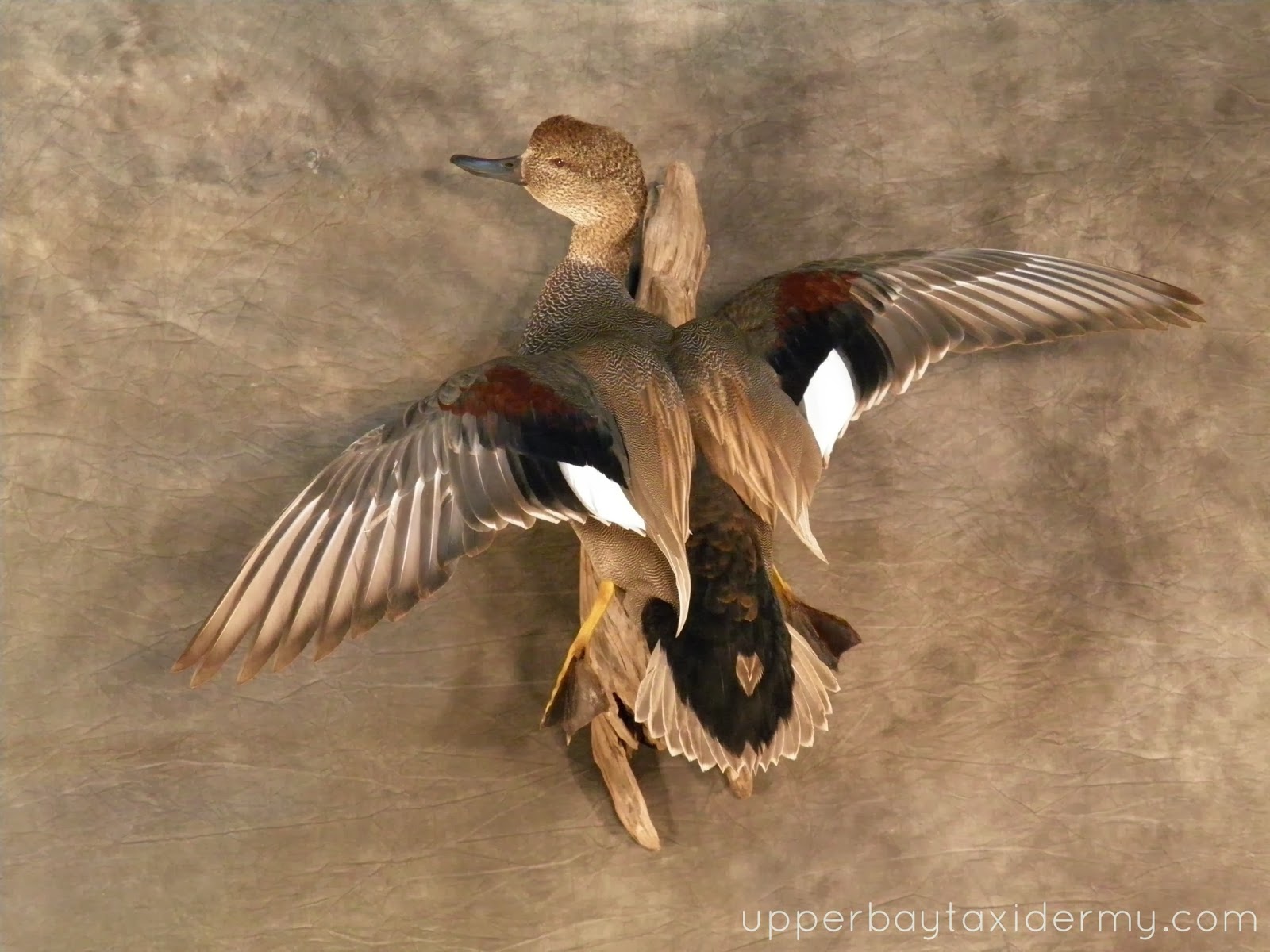 Upper Bay Taxidermy Mobile Gallery: Ducks