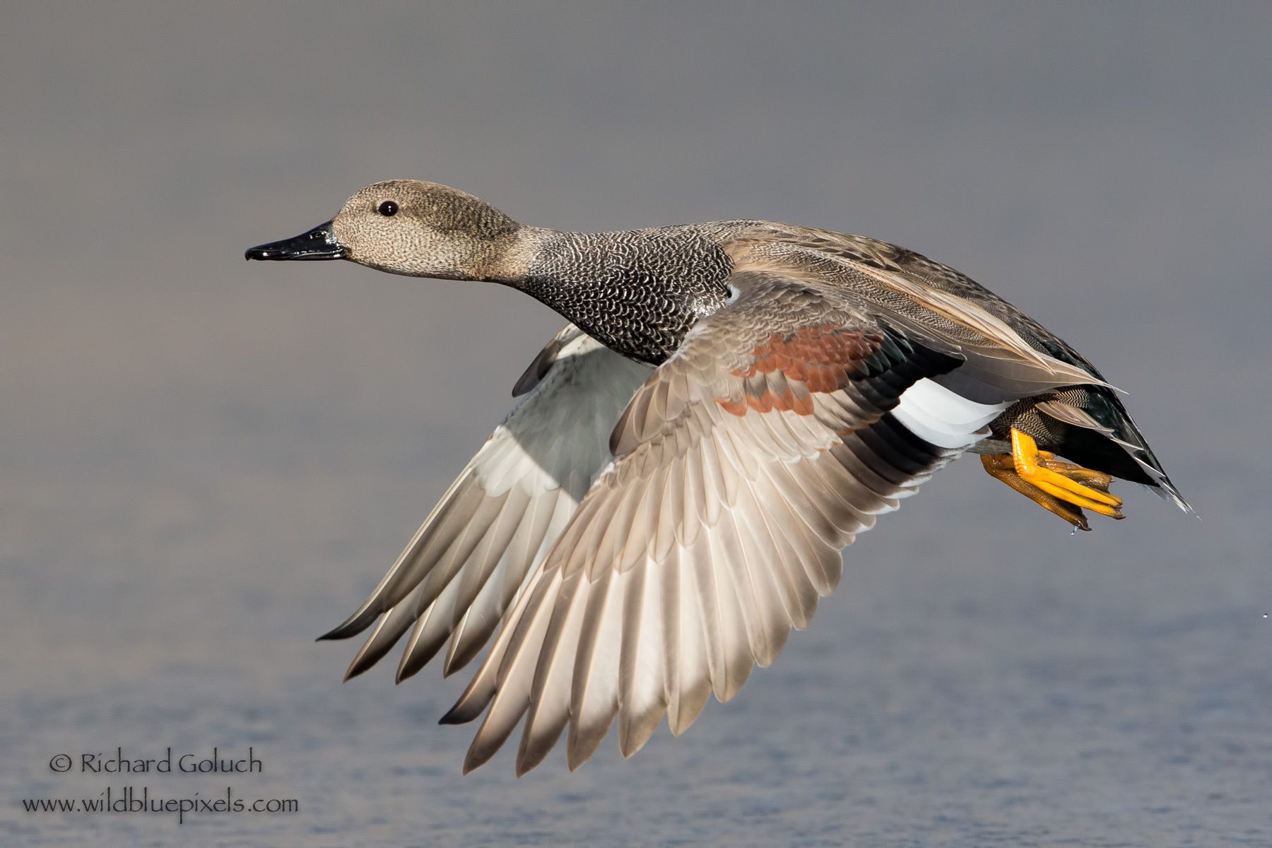 Gadwall duck,drake in flight. | Aves Galloanserae - Fowl | Pinterest ...
