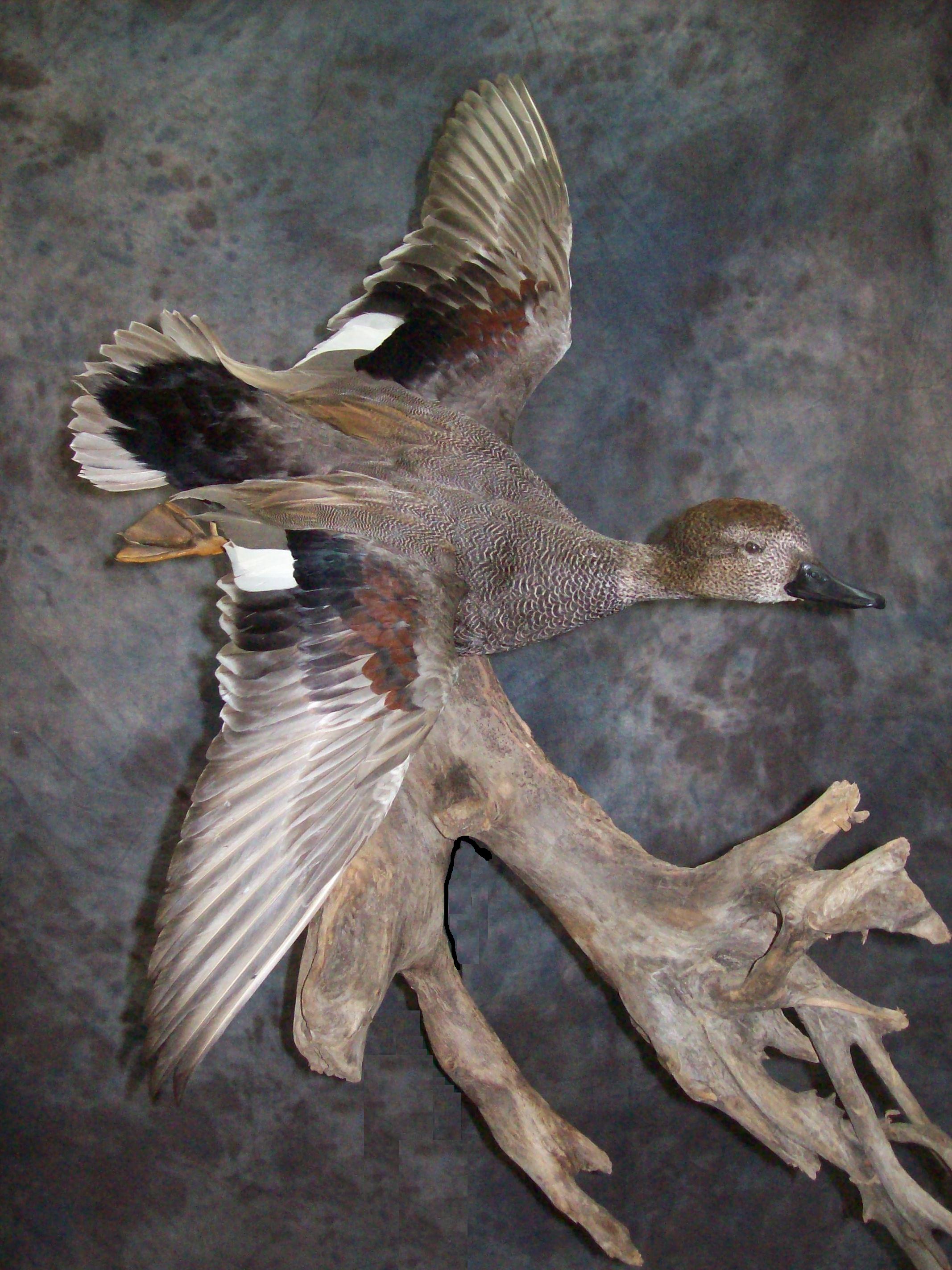 Waterfowl specialist,Award winniing waterfowl mounts,bird taxidermy ...