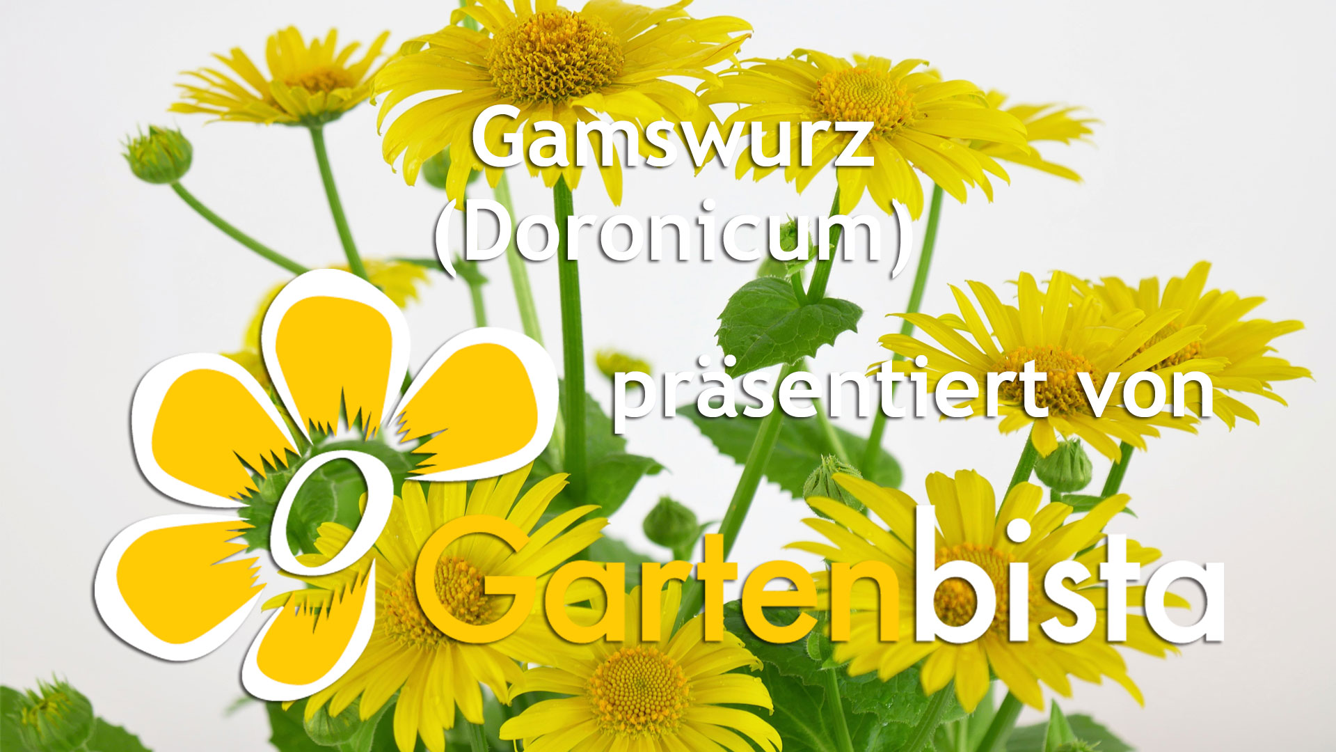Gemswurz - Doronicum orientale Blütezeit der Heilpflanze
