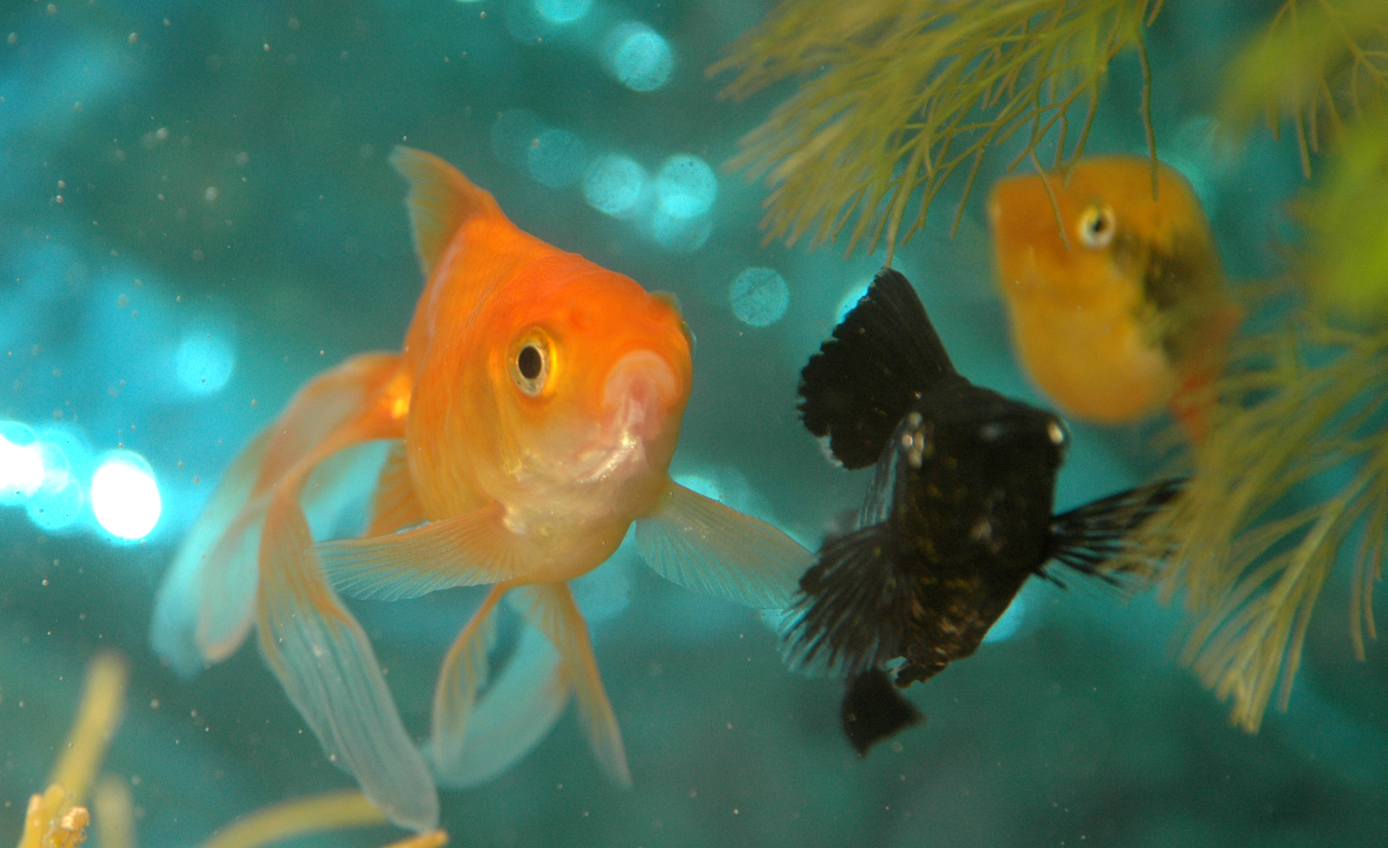 Gang of goldfish photo