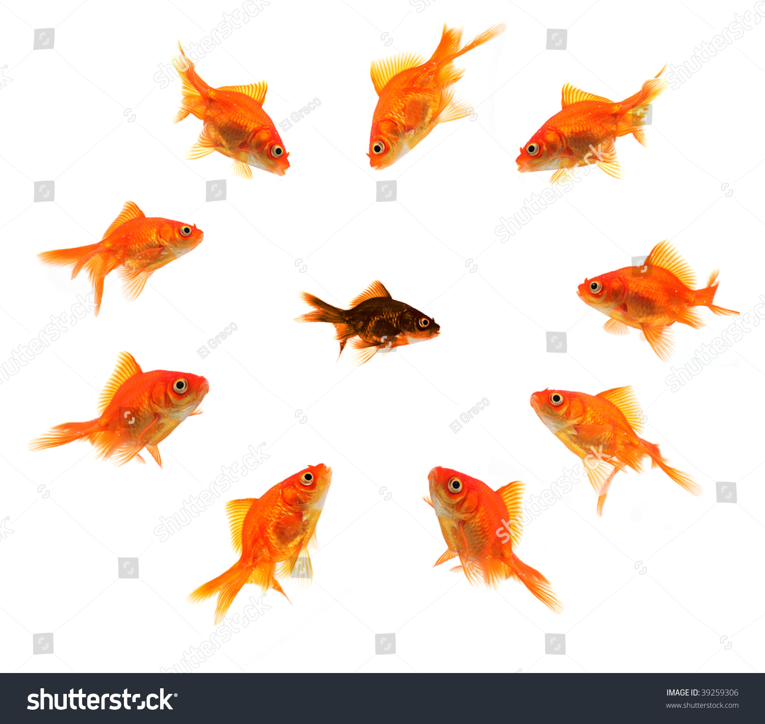 Black Goldfish Surrounded By Bully Gang Stock Photo (Royalty Free ...