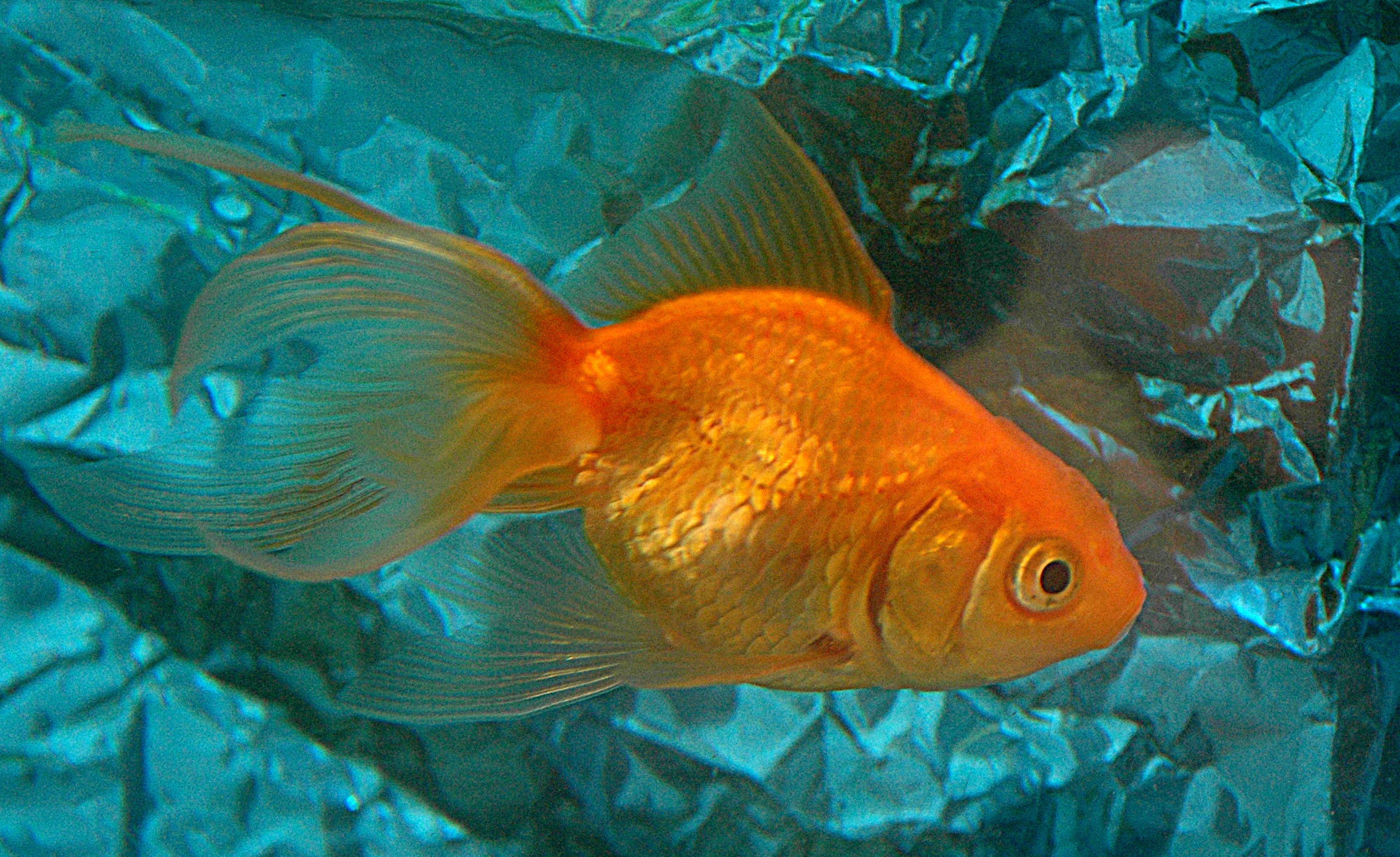 Домашние золотые рыбки