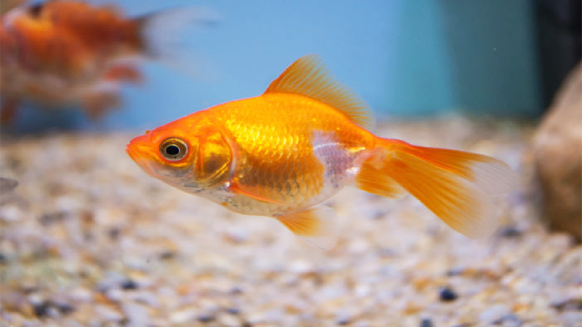 Swedish Woman Charged for Saying Immigration Leads to a 'Goldfish ...