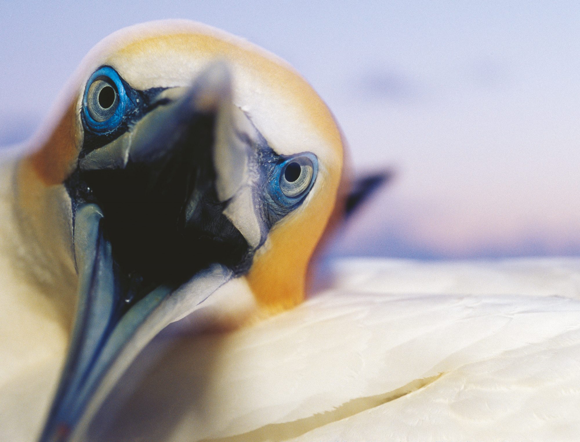 Gannets | New Zealand Geographic