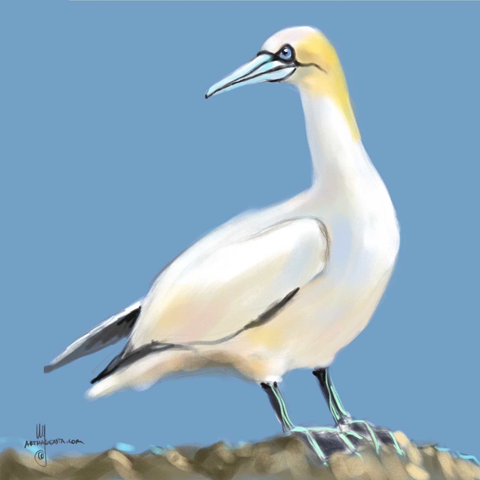Birds: Gannet