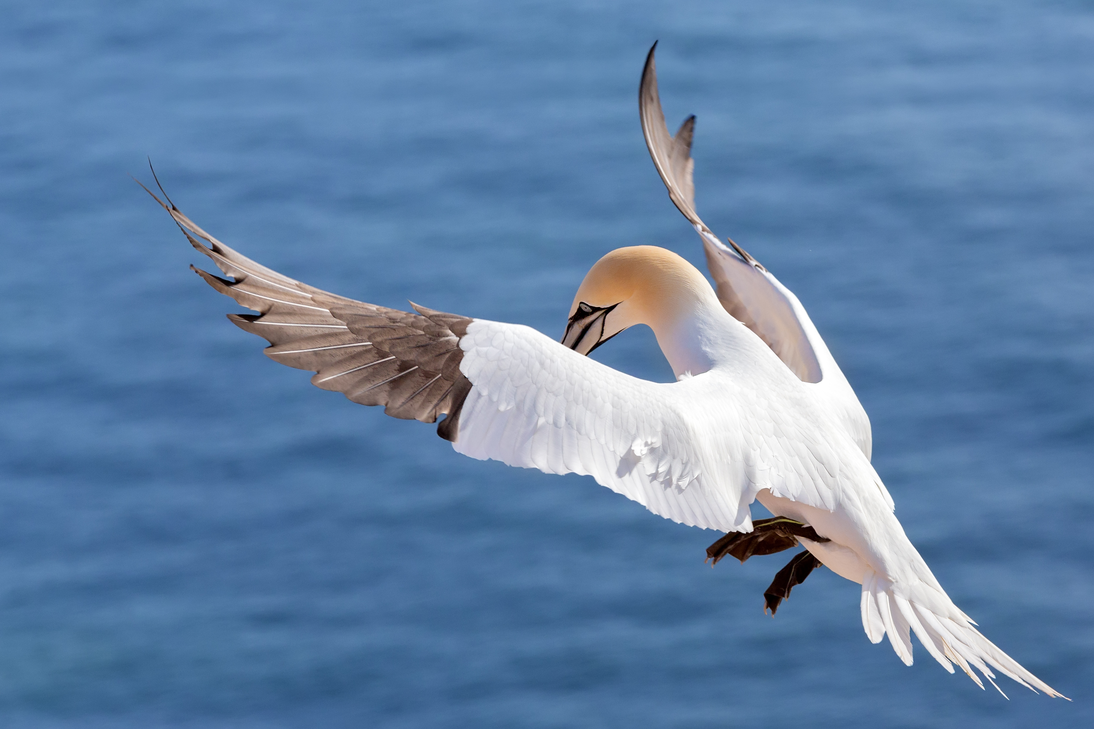 4 Extreme Adaptations that Make Seabirds the Masters of Sea and Sky ...