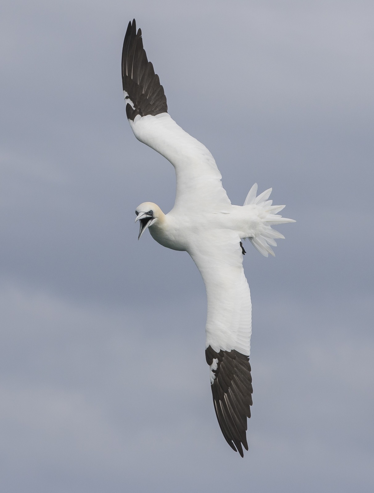 northern gannet | Roads End Naturalist