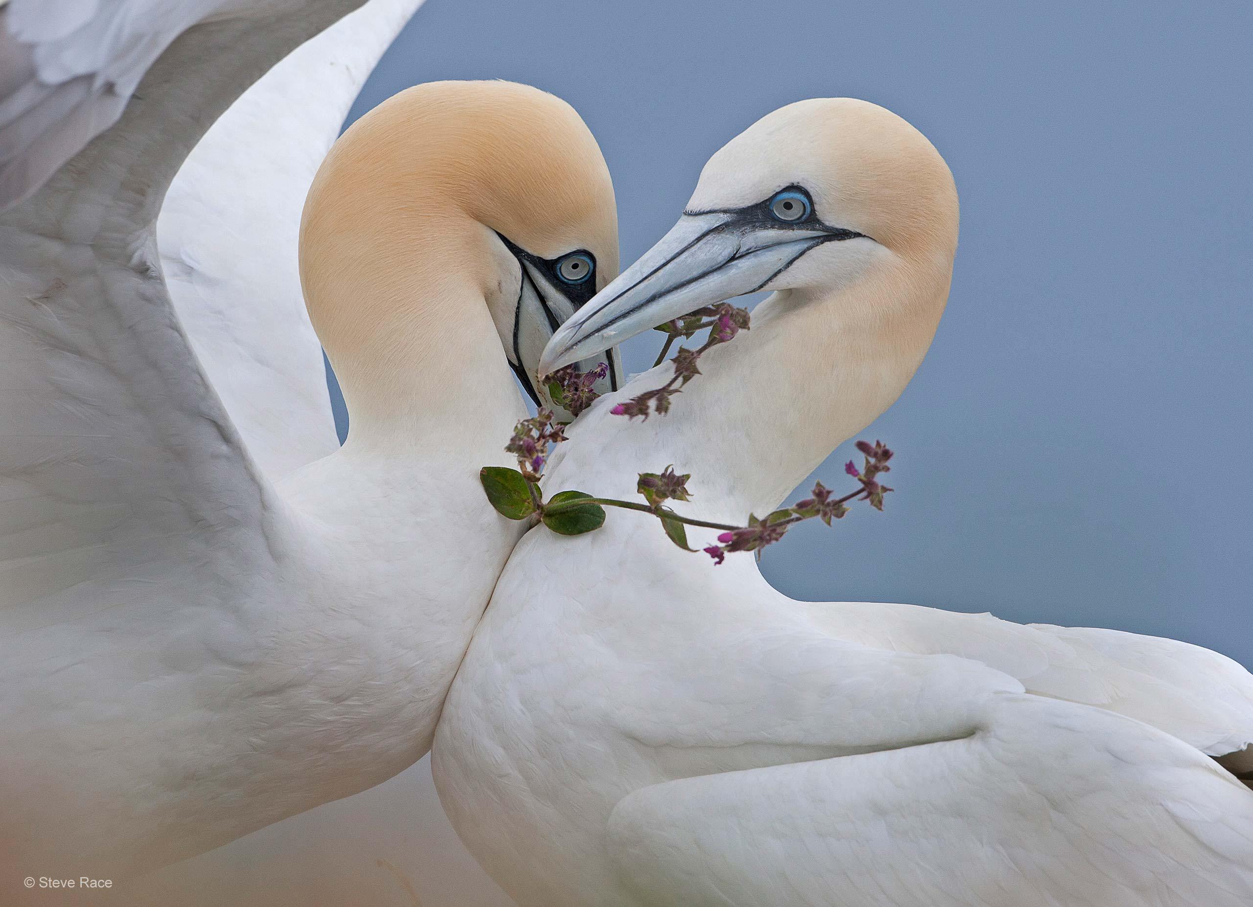English gannets give each other flowers | Dear Kitty. Some blog