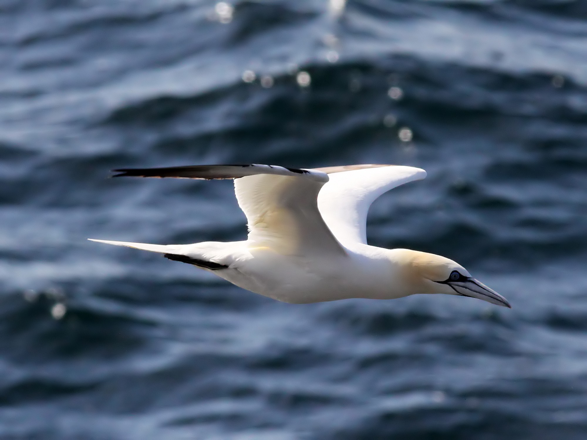 Nigel The Gannet is Dead and With Him Go Our Dreams