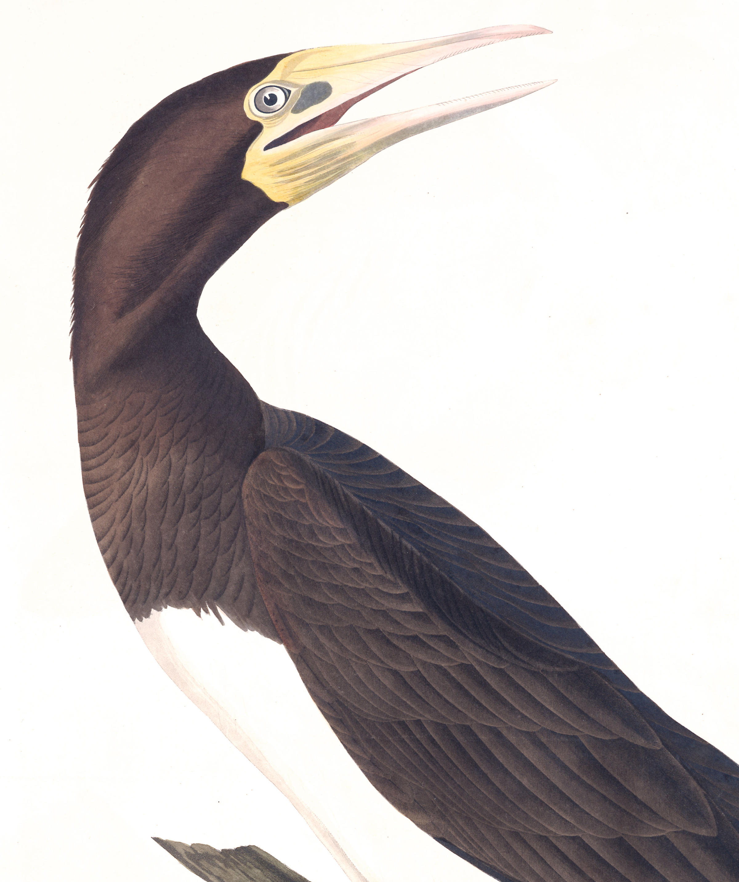 Booby Gannet | John James Audubon's Birds of America