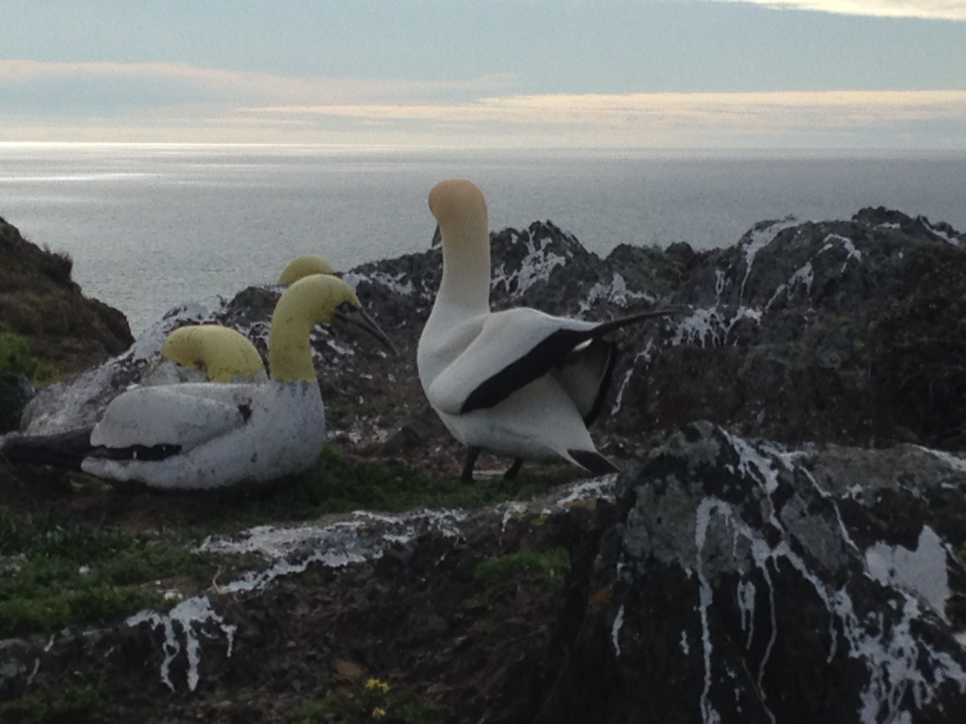 Six Lessons About Love From Nigel the Lonely Gannet - VICE