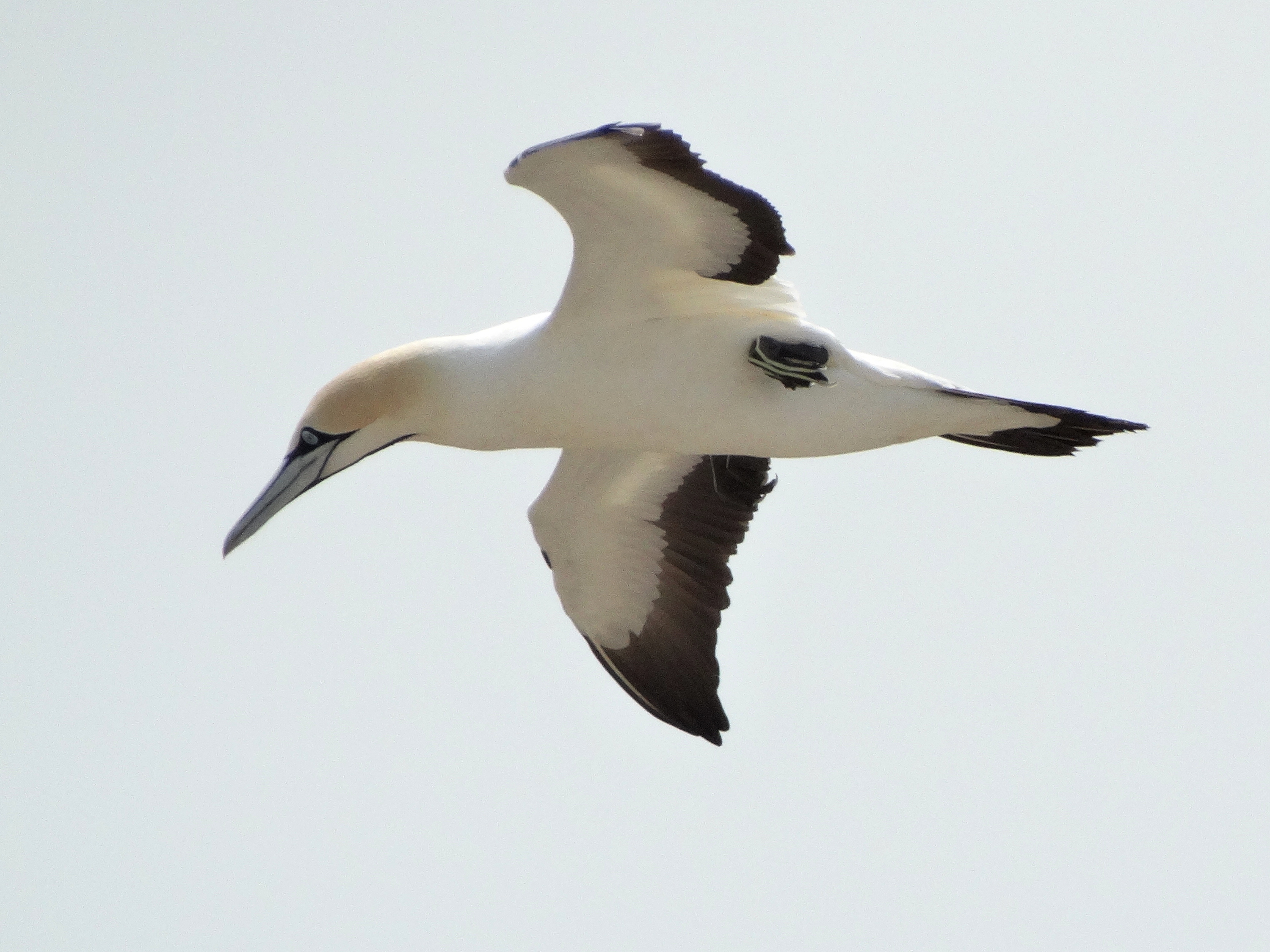 File:Cape Gannet - Morus capensis in flight.JPG - Wikimedia Commons