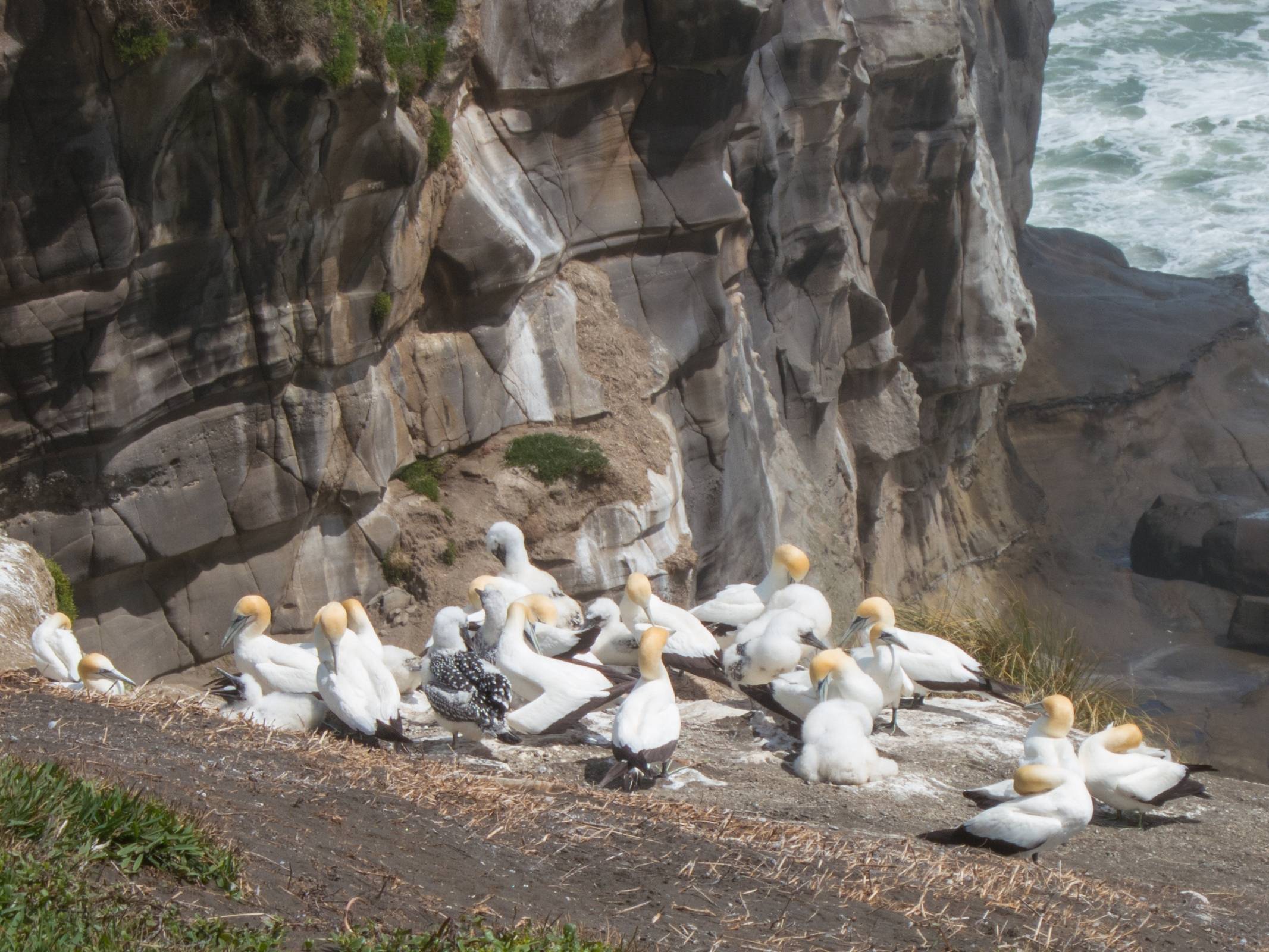 Muriwai - Gannet Colony | Best Time To Visit | Top Tips Before You ...