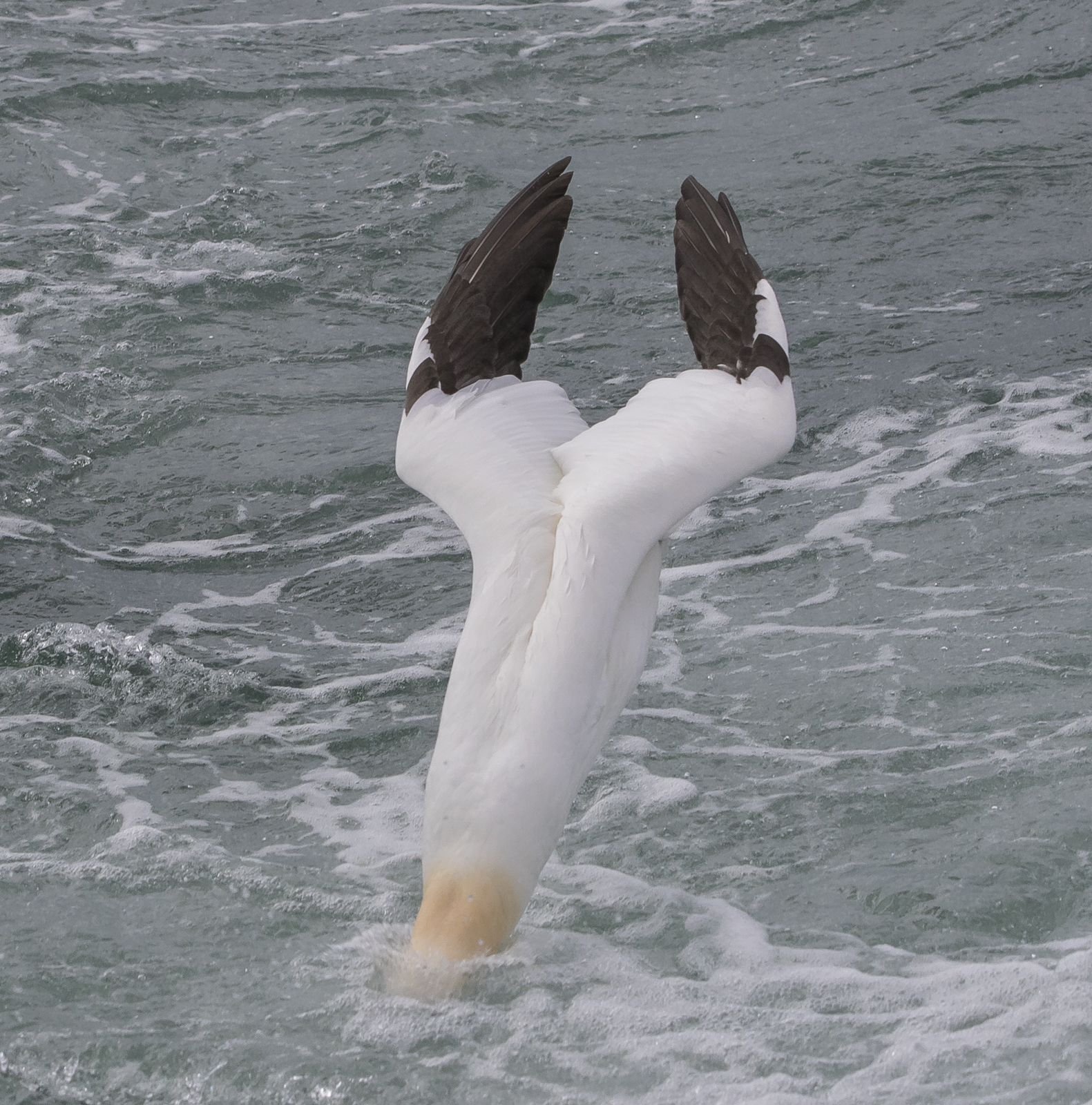 northern gannet | Roads End Naturalist