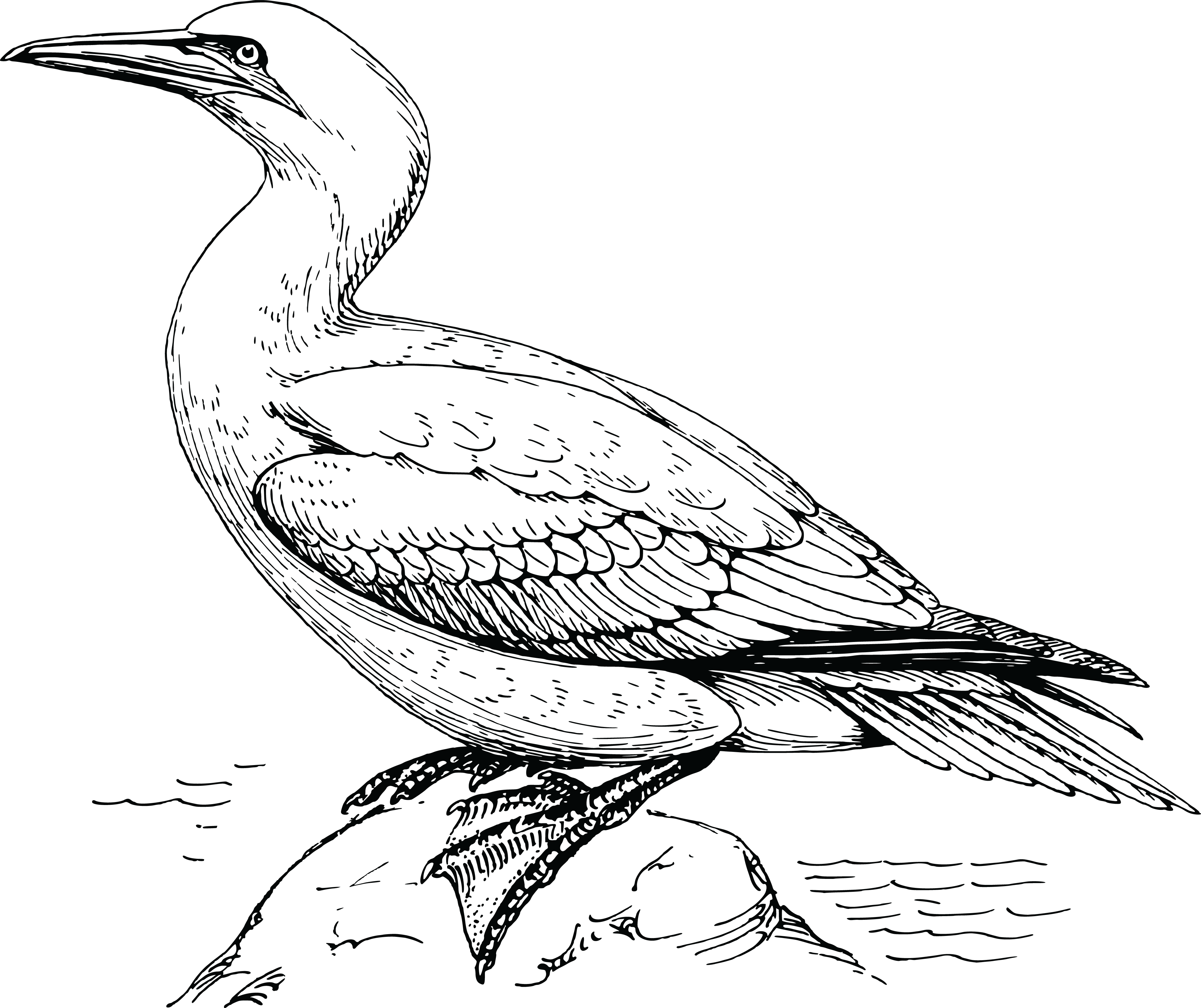 Free Clipart Of A Gannet bird