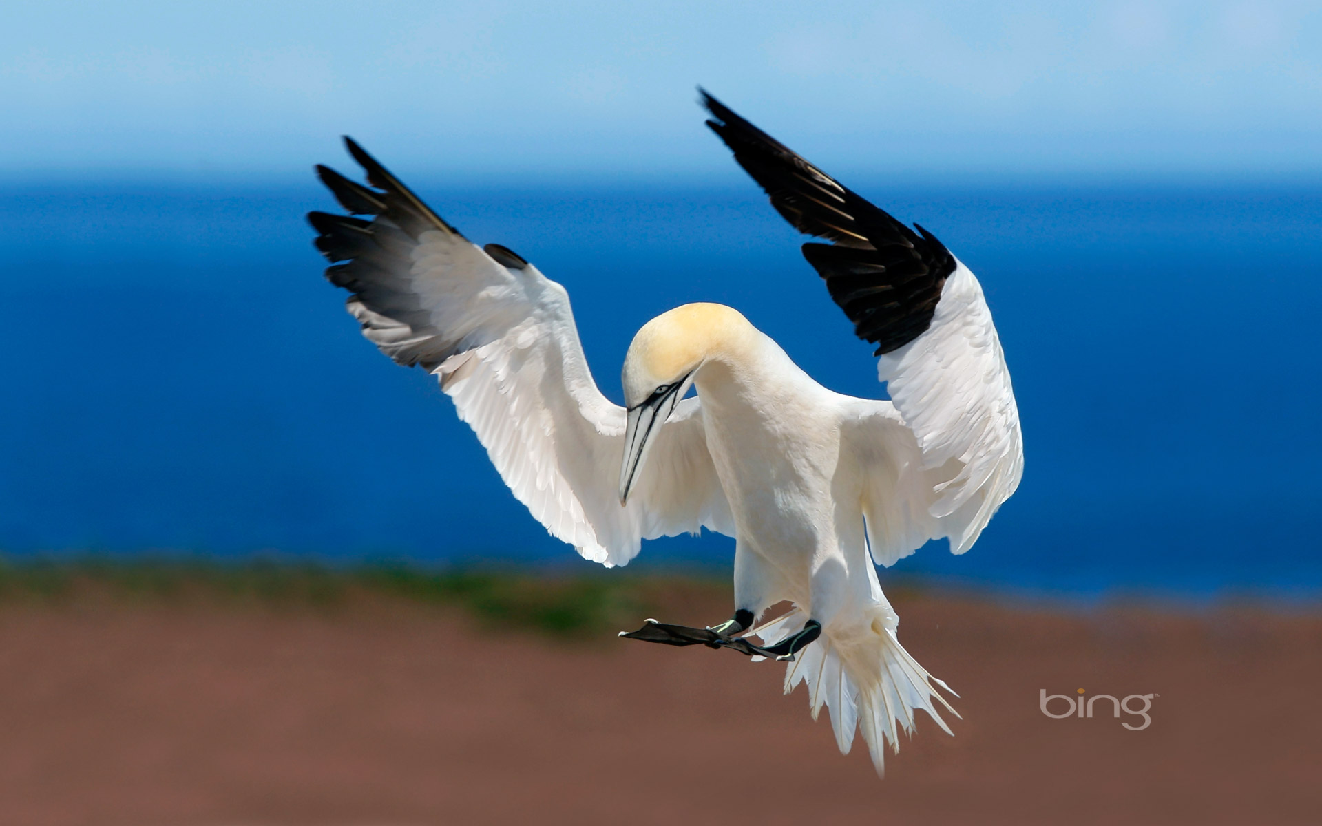 Northern Gannet Wallpapers and Background Images - stmed.net