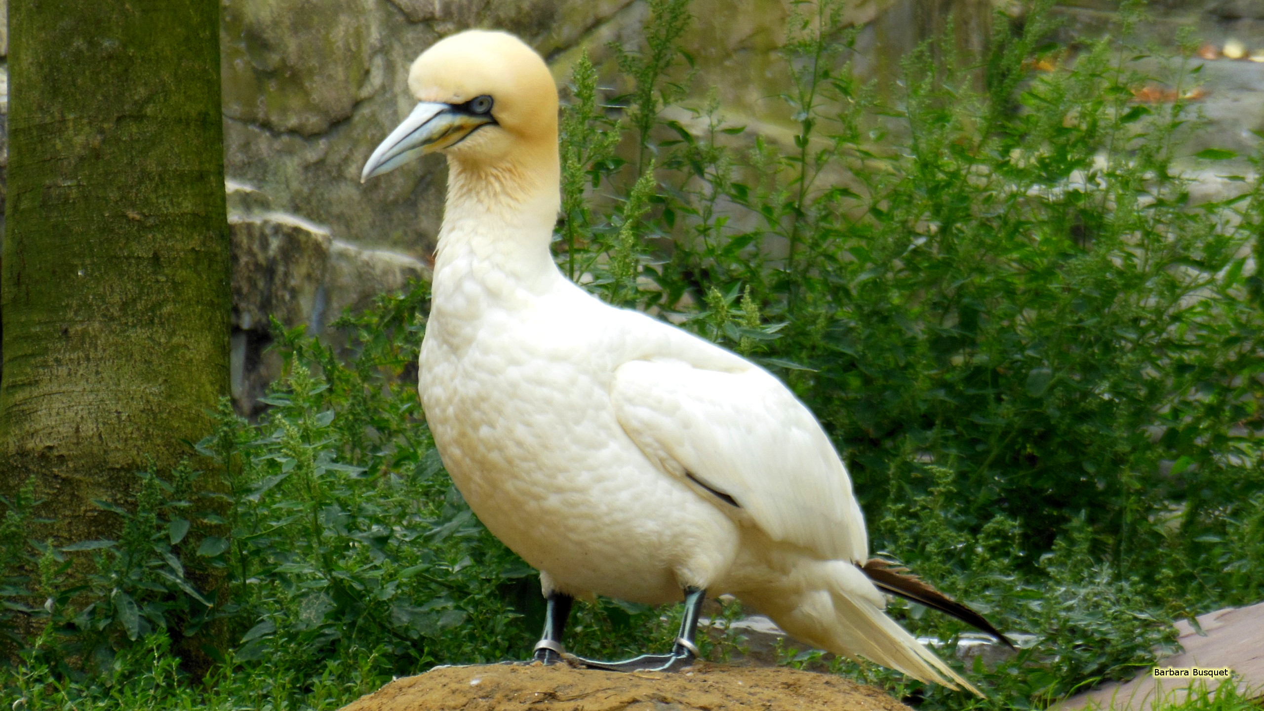 Northern Gannet or Solan Goose - Barbaras HD Wallpapers