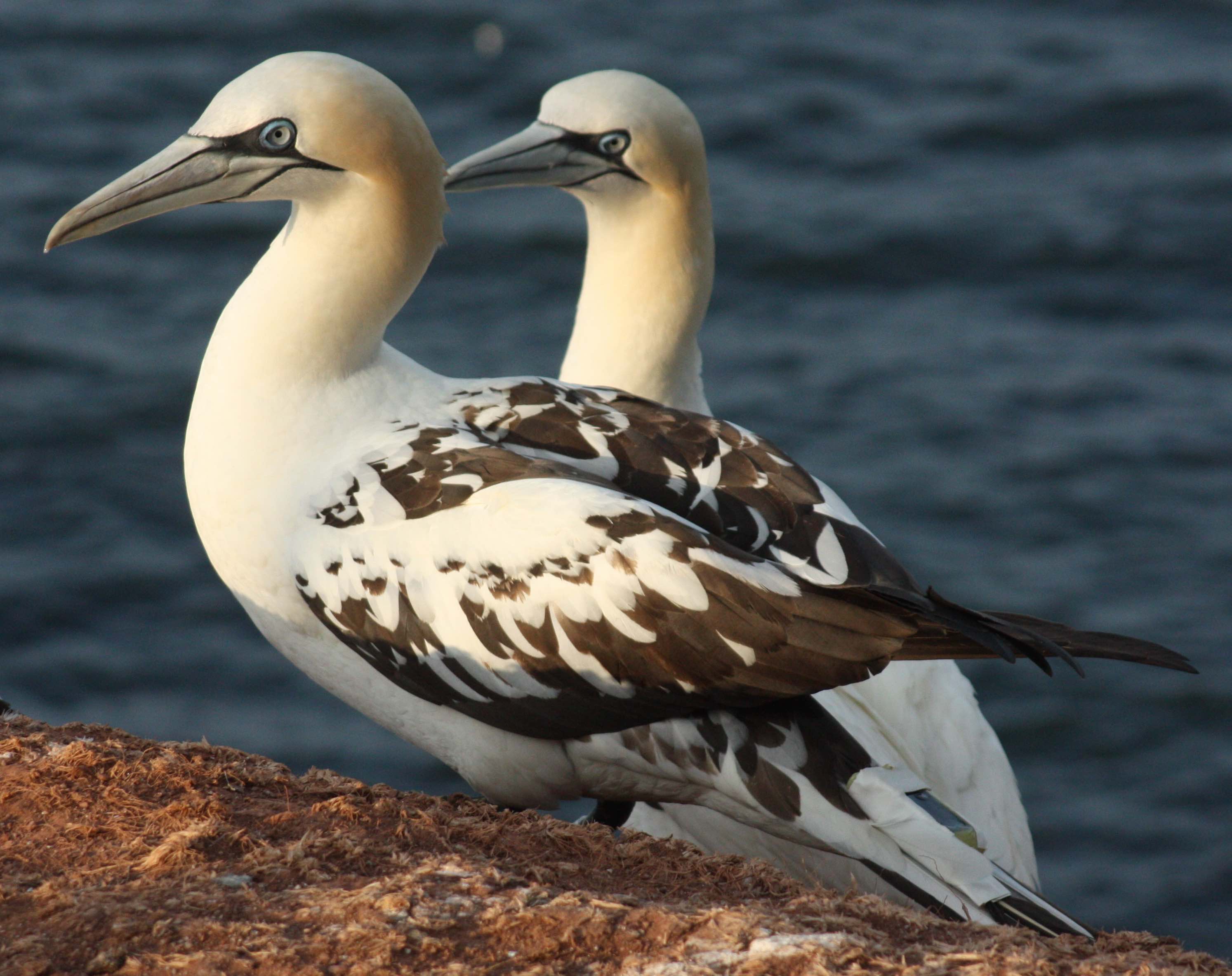 Text messages from teenage gannets |
