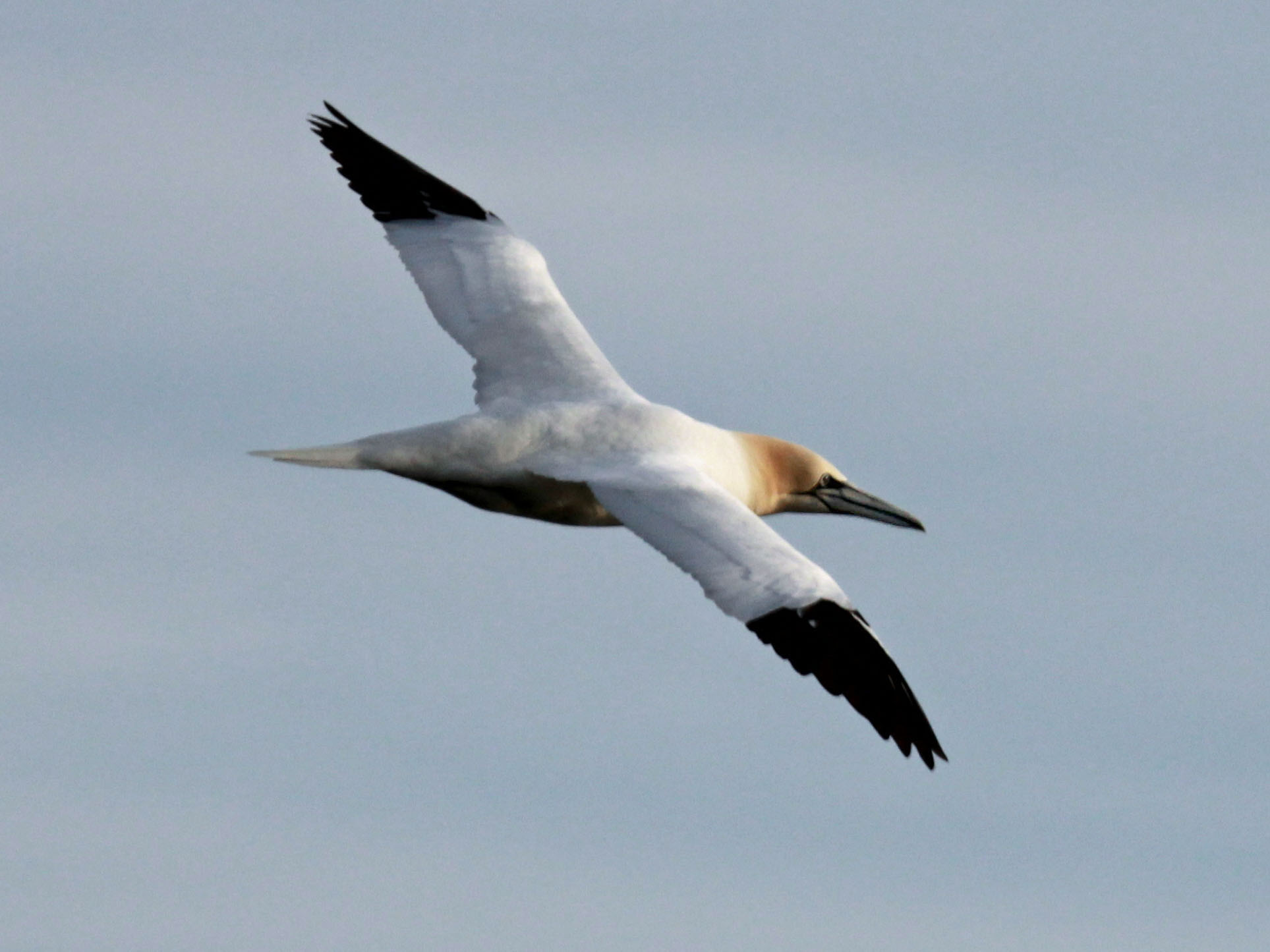 Birds of The World: BOOBIES and GANNETS