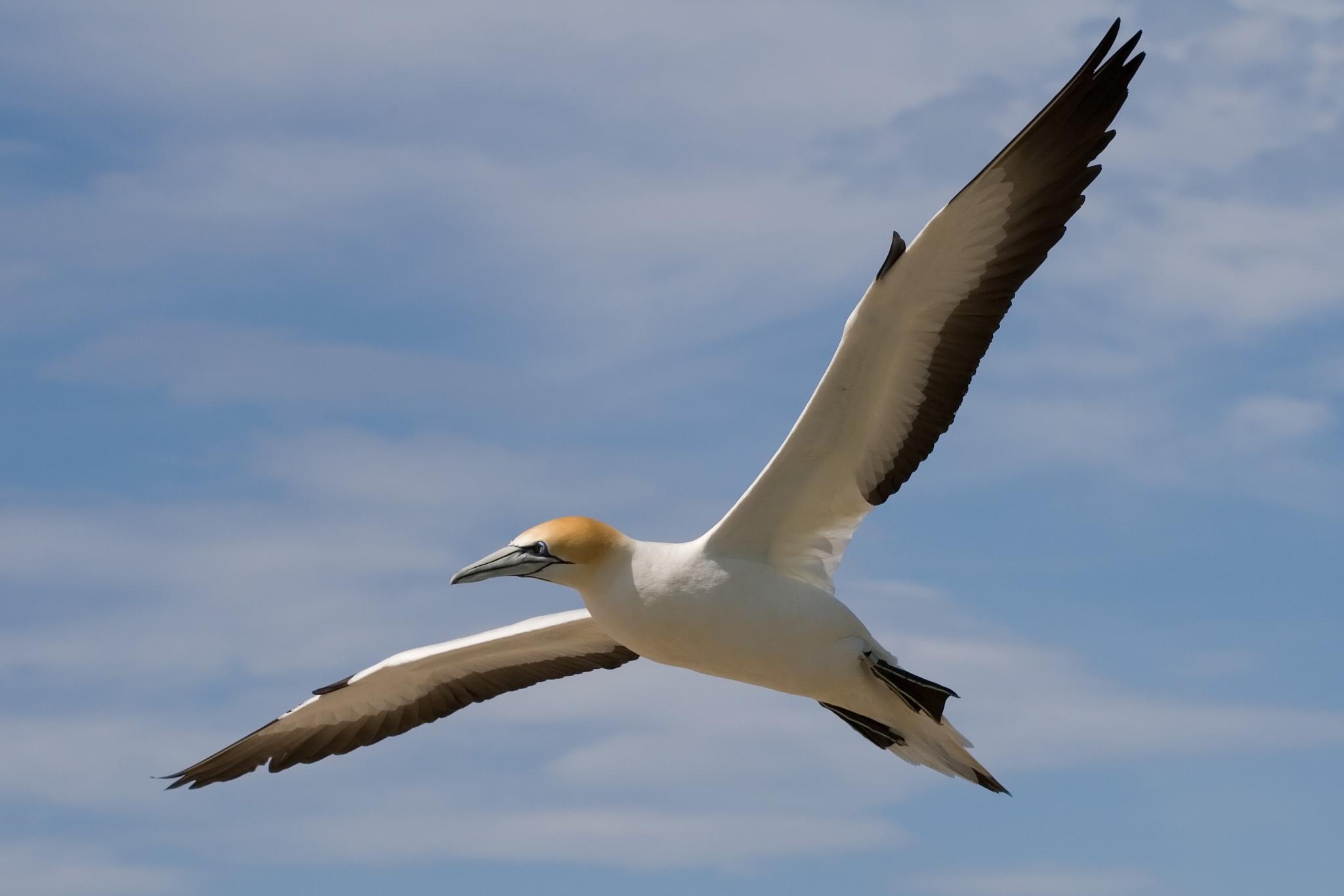 Gannet flying photo