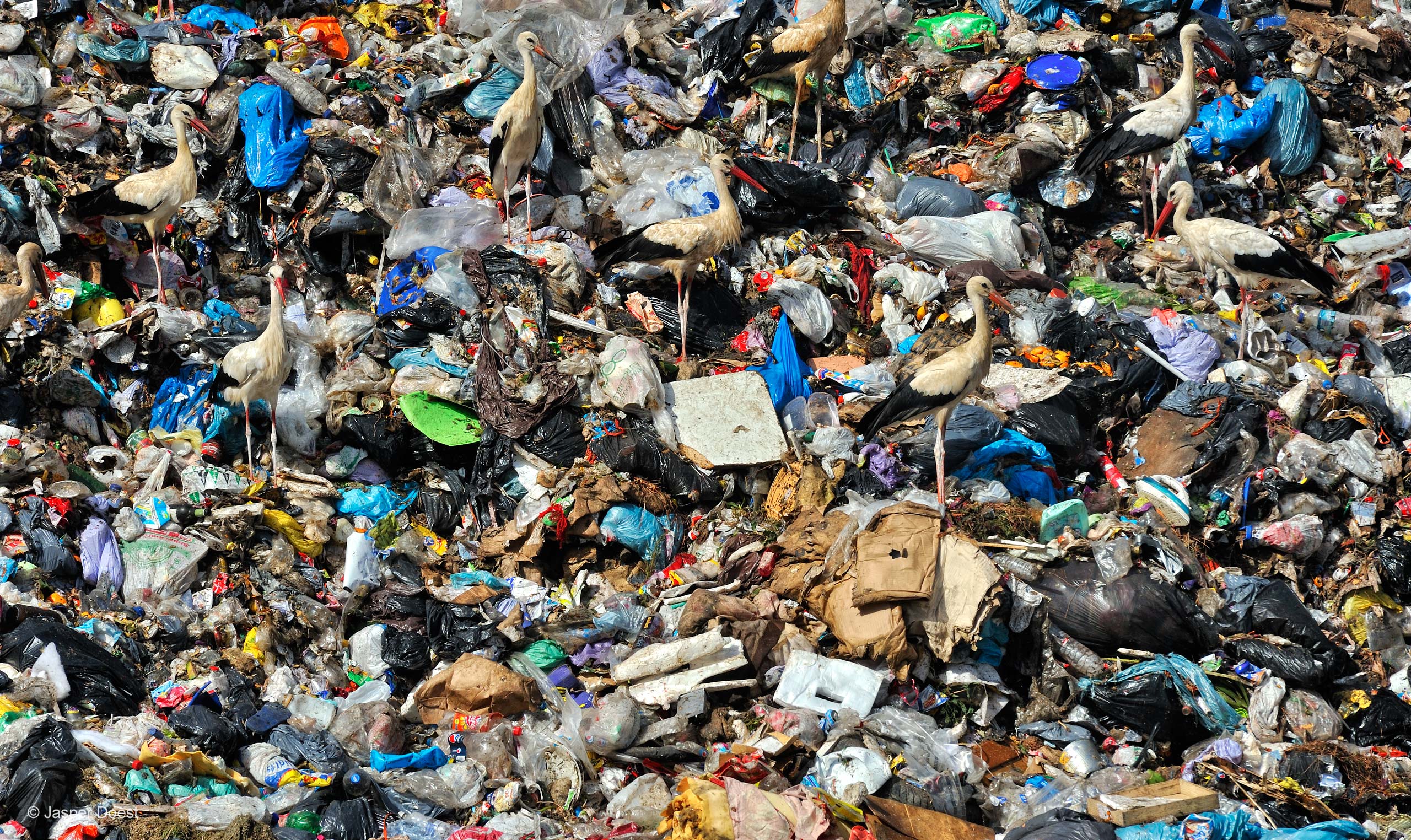 Garbage picking | Jasper Doest | World in Our Hands | Wildlife ...