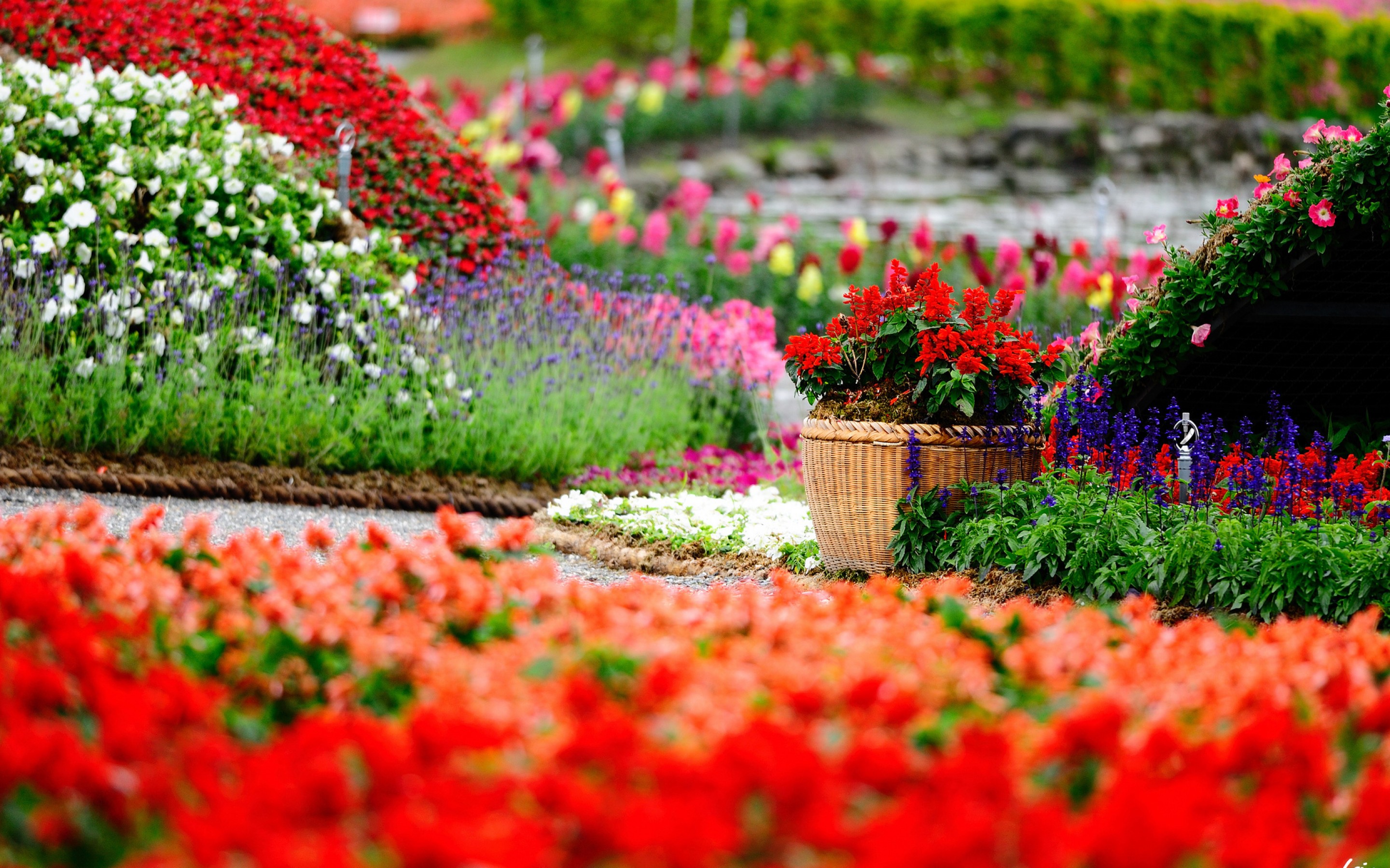 Много цветов в природе. Флауэрс Гарден парк. Цветочный сад. Клумба для цветов. Красивые клумбы с цветами.