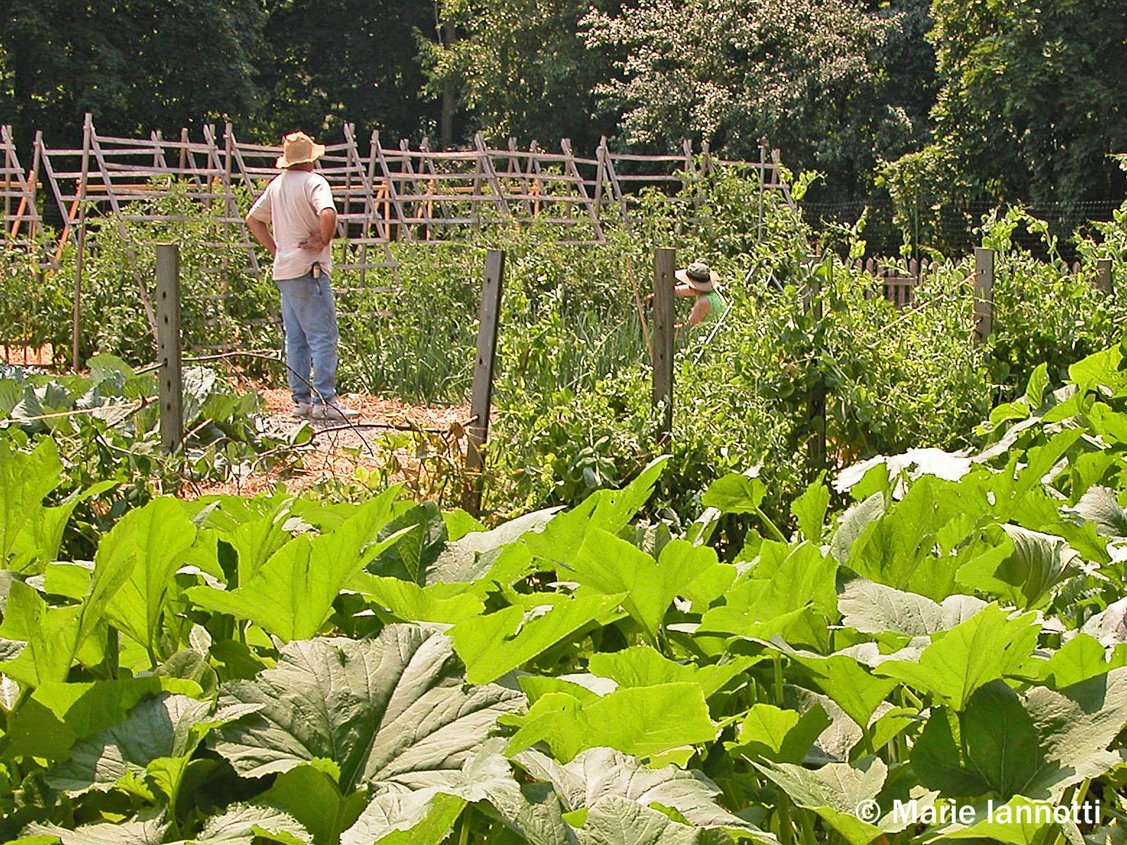 What to Consider When Planning a Vegetable Garden
