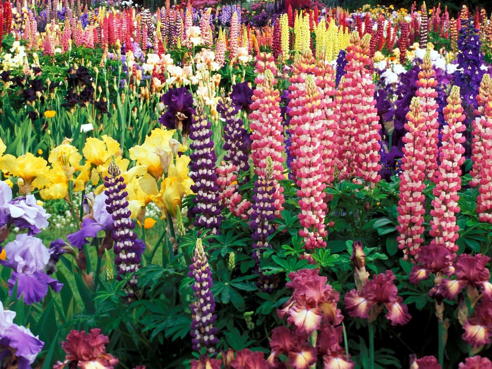 flower Garden | Colorful Flower Garden - Flowers Photography Desktop ...