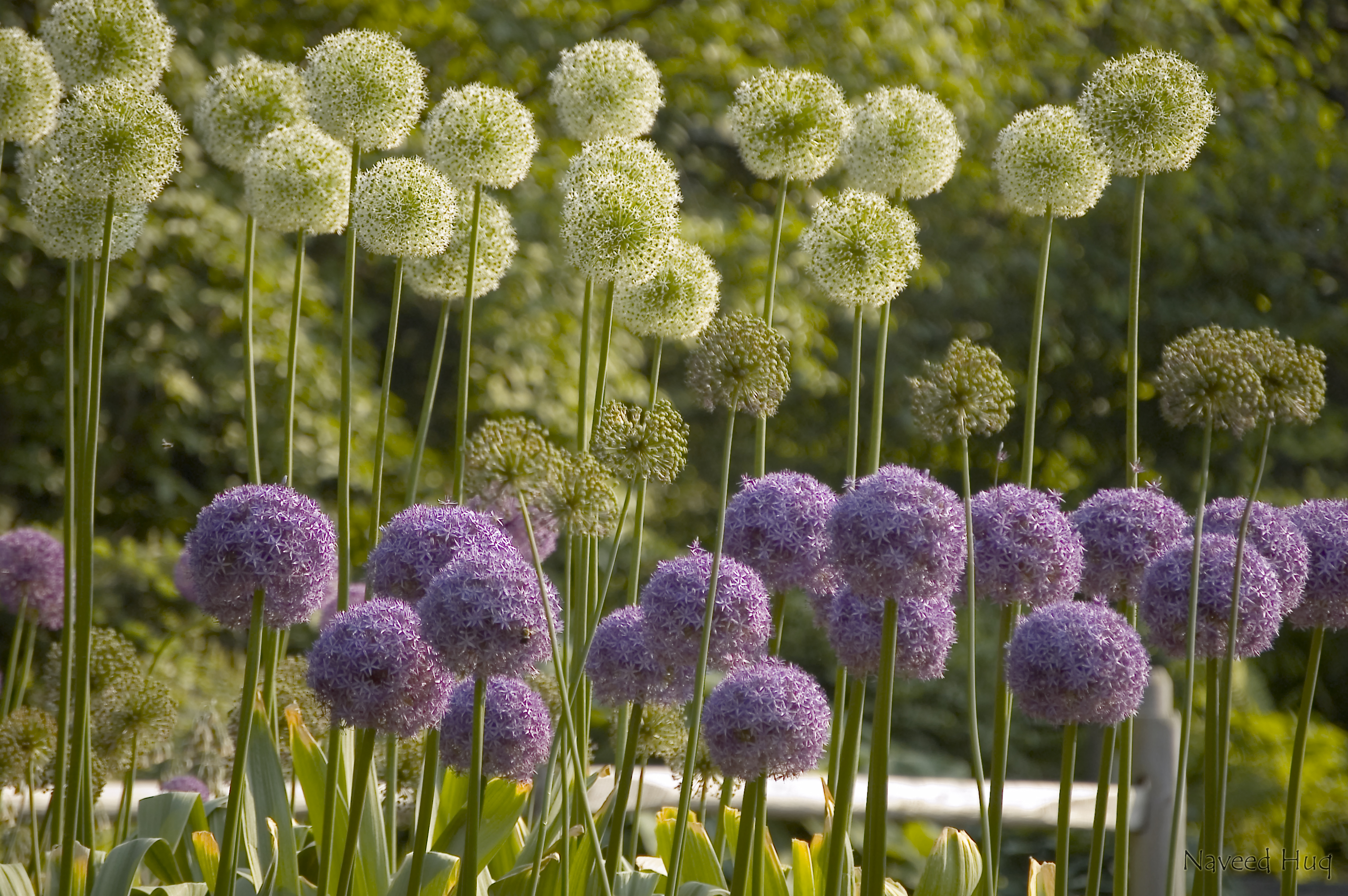 File:Flowers at Brooklyn Botanical Garden.jpg - Wikipedia
