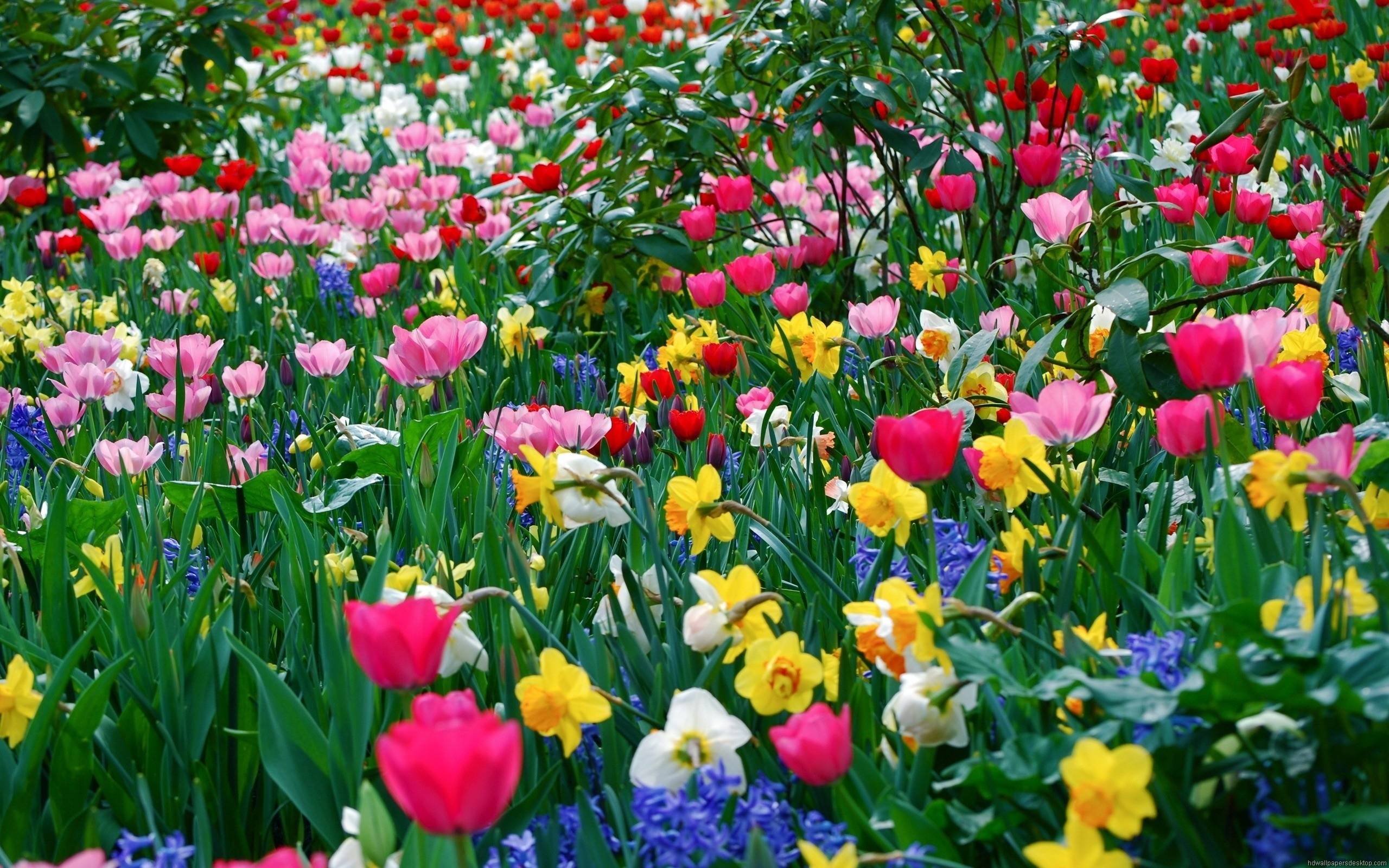 Spring Garden Flowers «