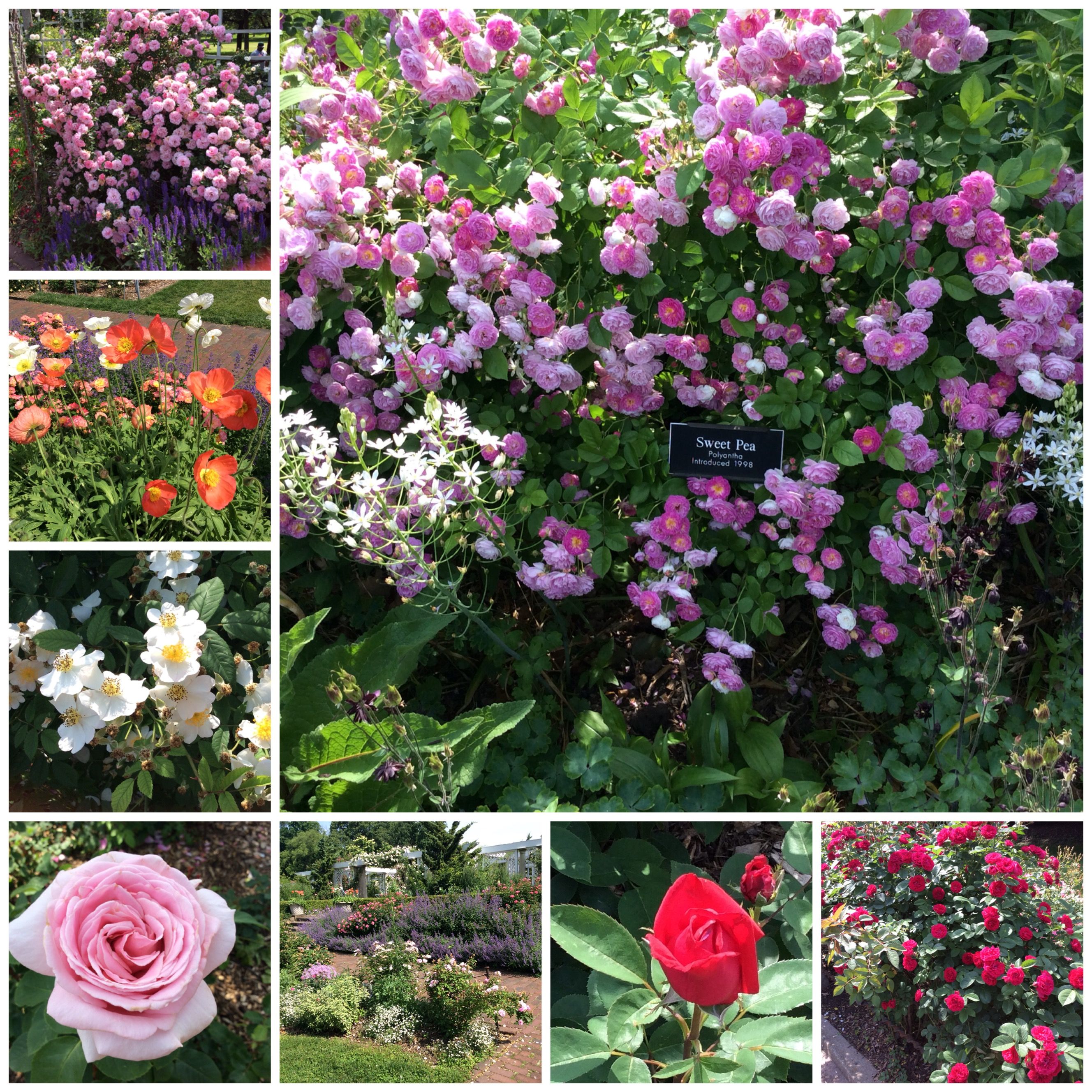 Brooklyn Botanic Garden 2018 | GARDEN-FLOWERS | Pinterest | Gardens ...
