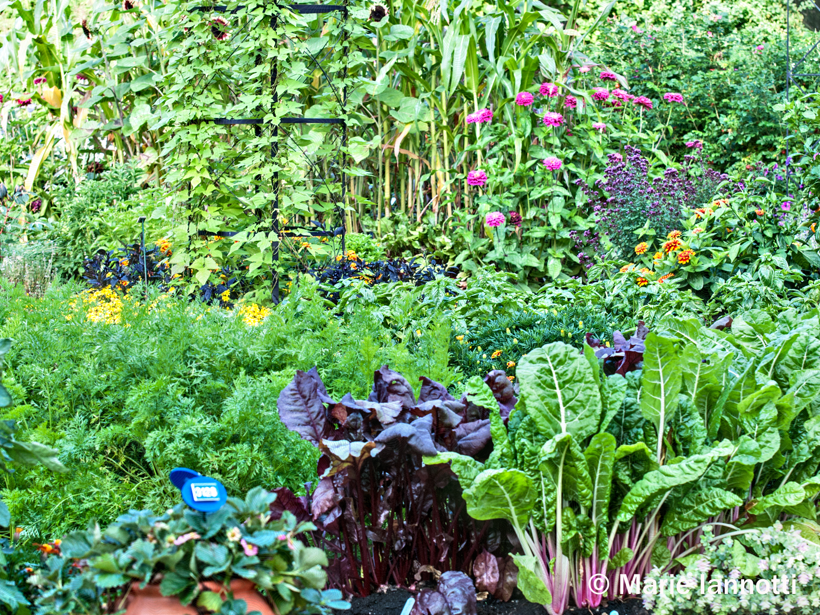 Podcast Episode 49 – Why You Need Flowers in the Vegetable Garden