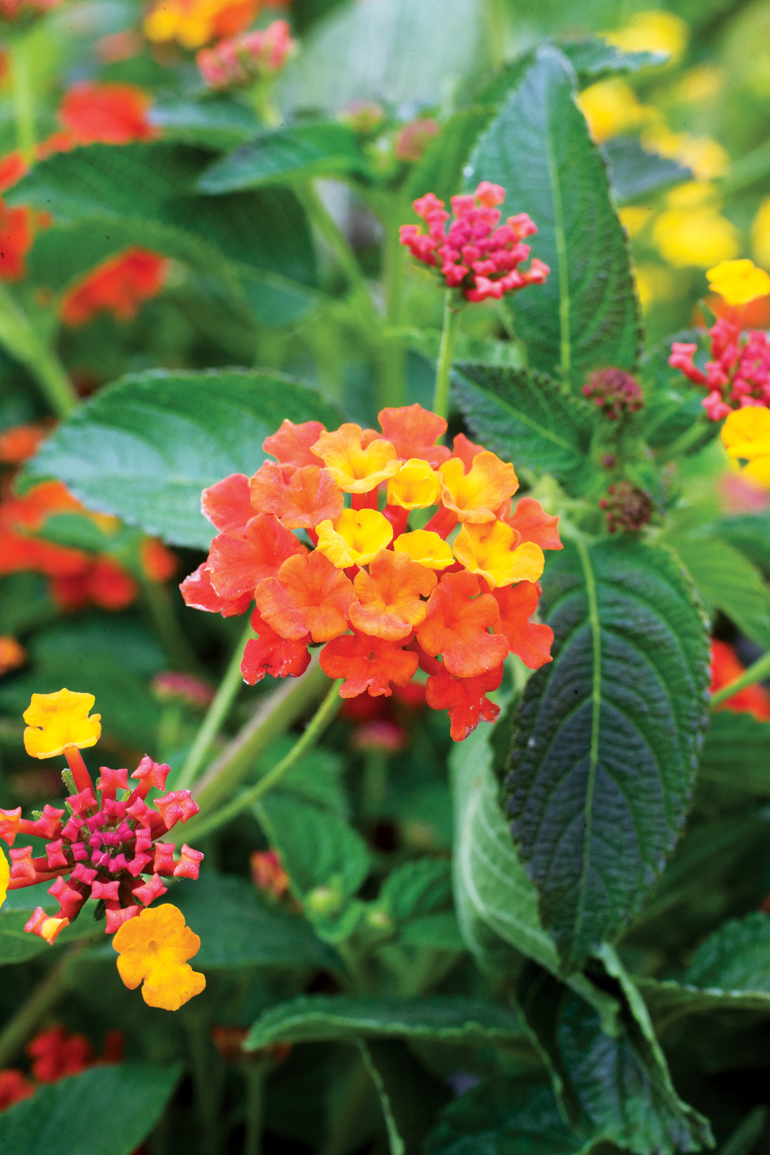 Top 50 Water-Wise Plants - Sunset Magazine