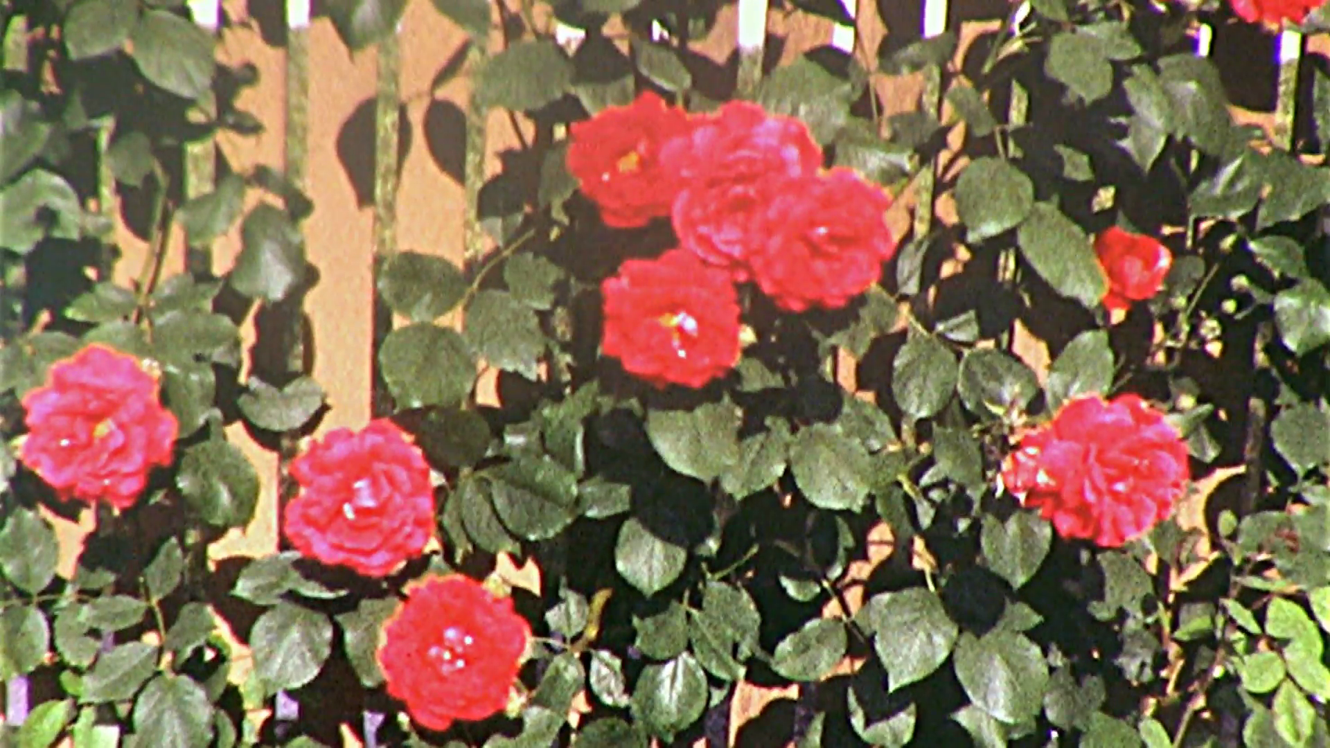 Old Women in Flower Rose Garden Flowers Grow 1950s Vintage Film Home ...