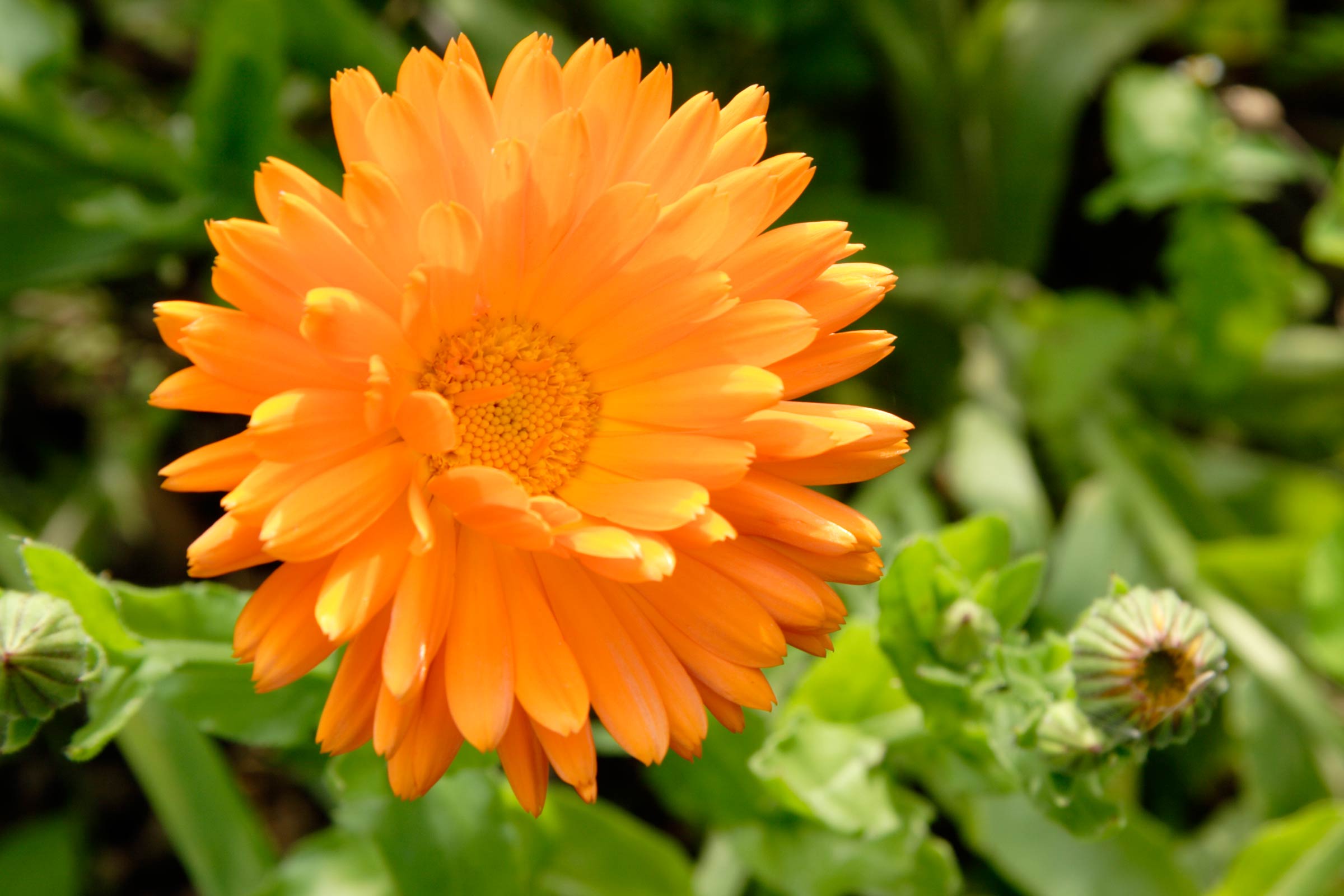 Edible Flowers to Grow in Your Garden | Reader's Digest
