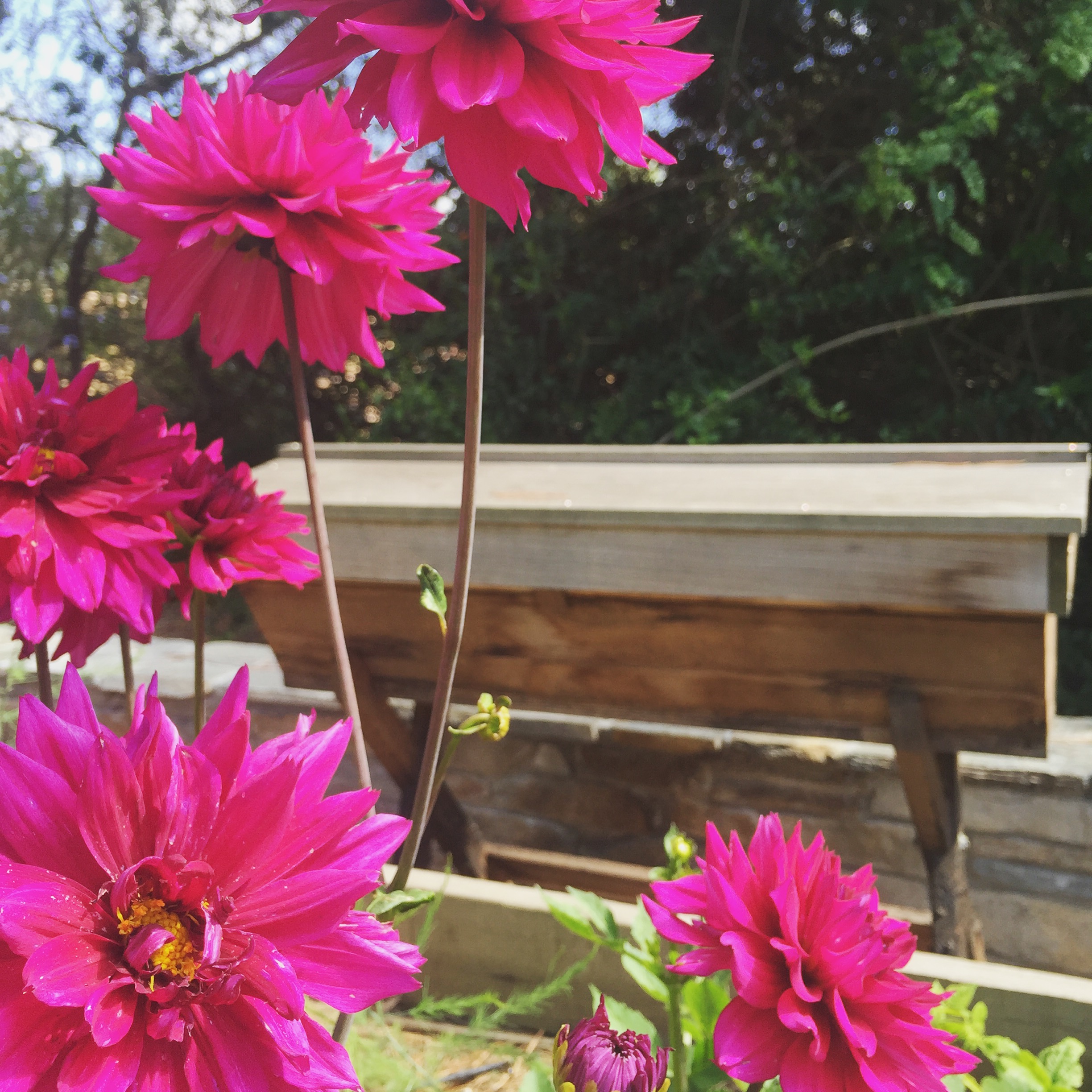 Beekeeping Like A Girl TOP 10 BEE-FRIENDLY FLOWERS
