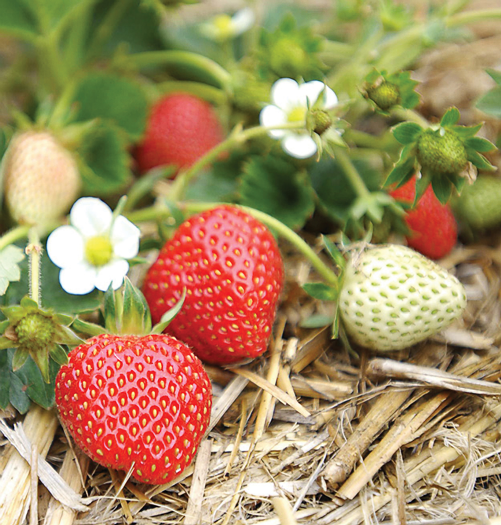 21 Best Crops for Your Edible Garden - Sunset Magazine