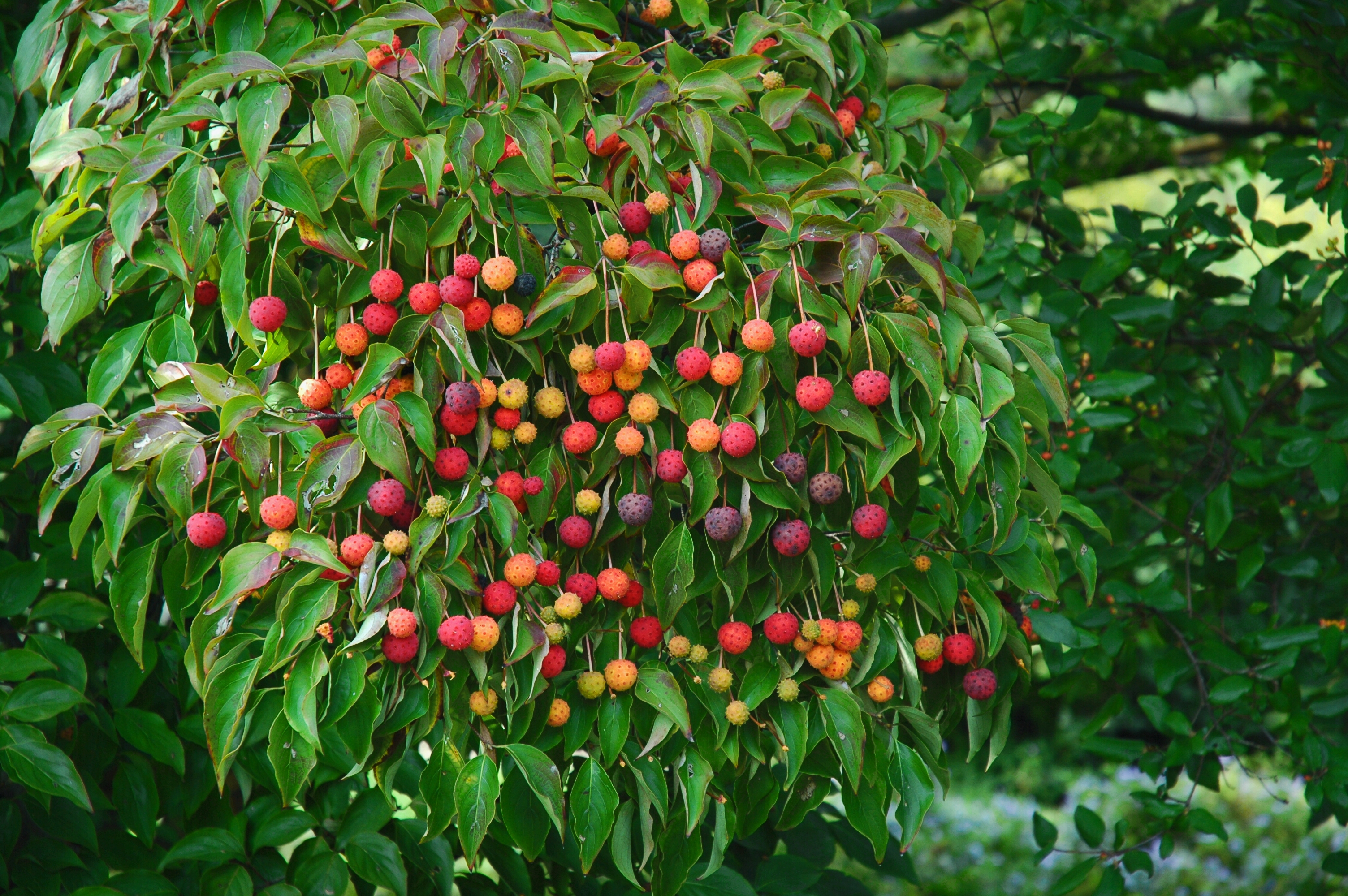 The Tempting Fruit of Kousa Dogwood « Winterthur Garden Blog