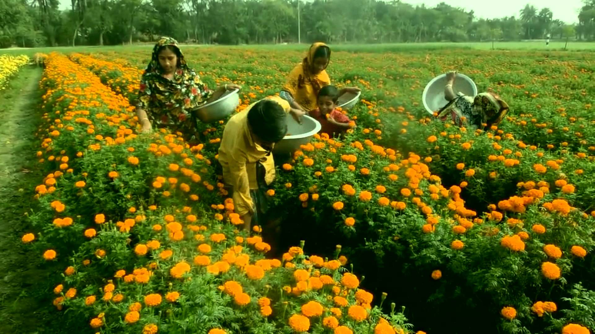 Marigold flower garden in bangladesh | How to Plant, Grow, and Care ...