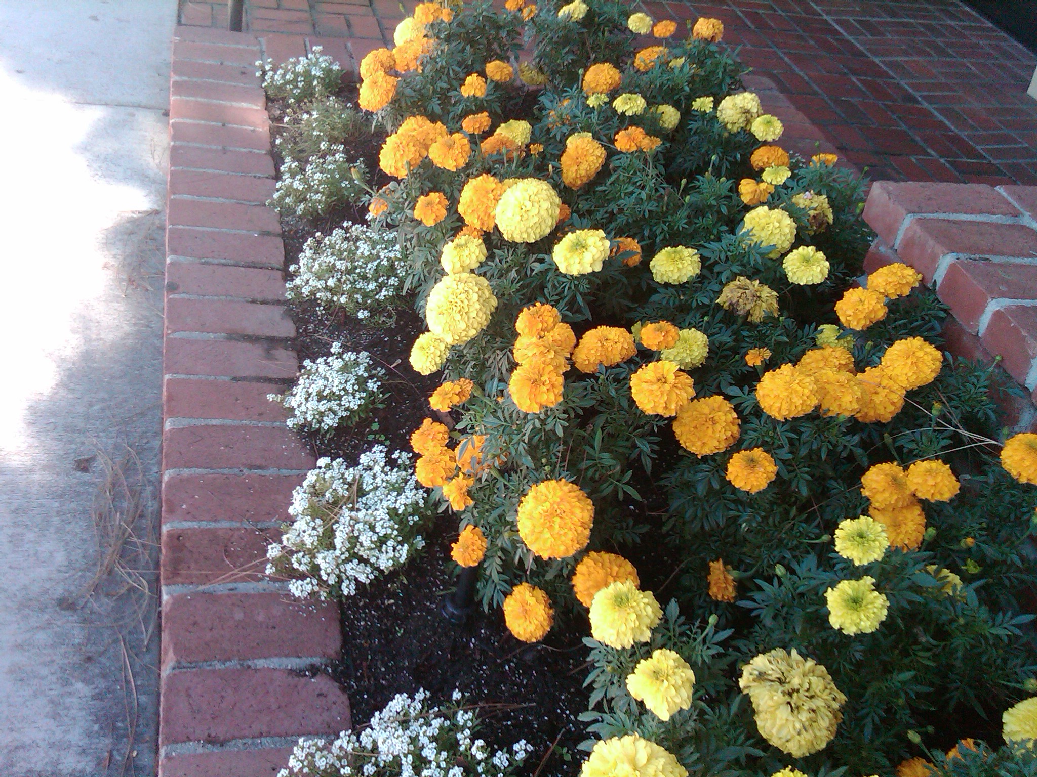 Marigolds Self-Sow in Gas Station Planter – The Smarter Gardener