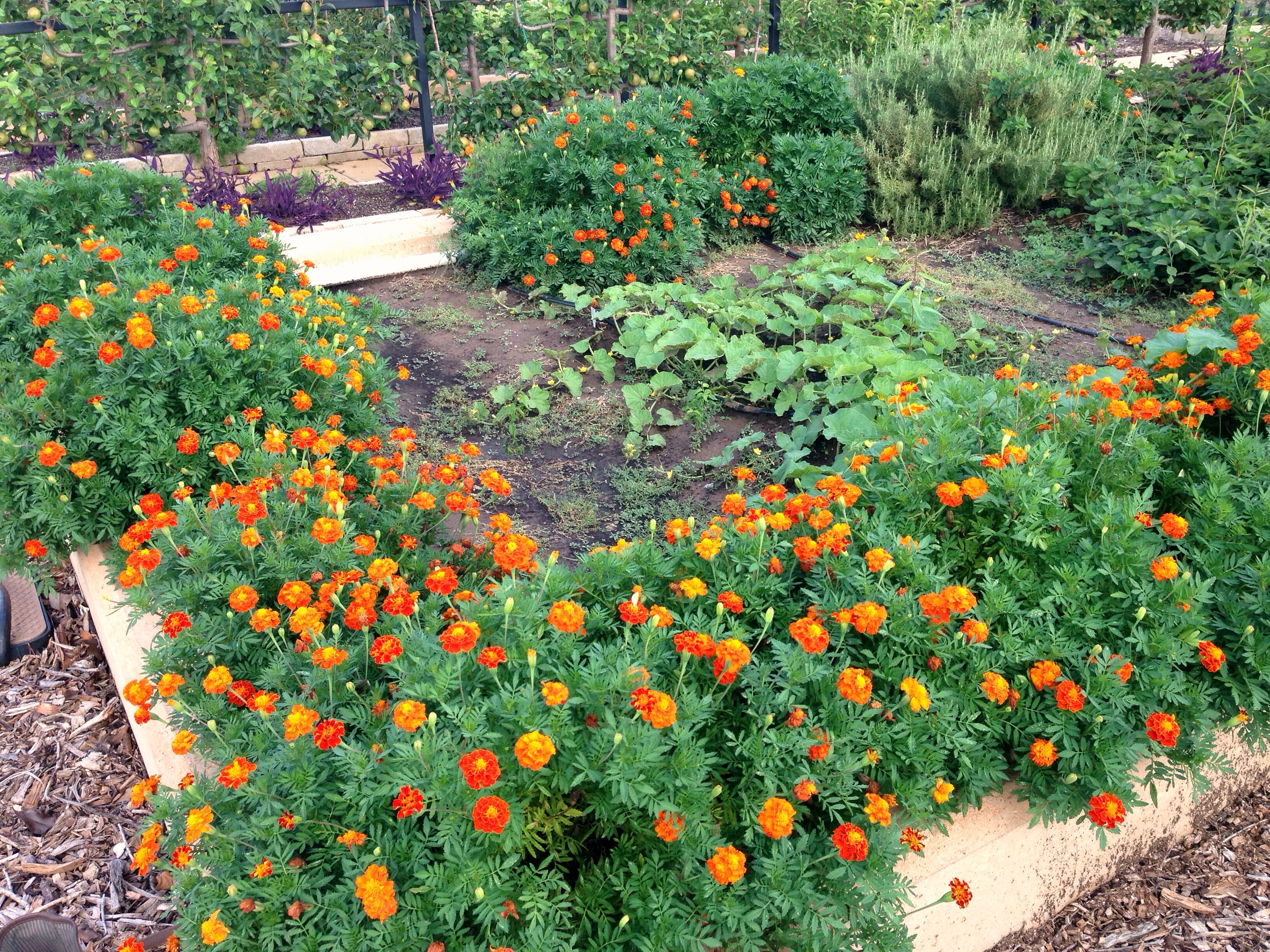 Marigolds For The Garden | Avant Garden Recipes