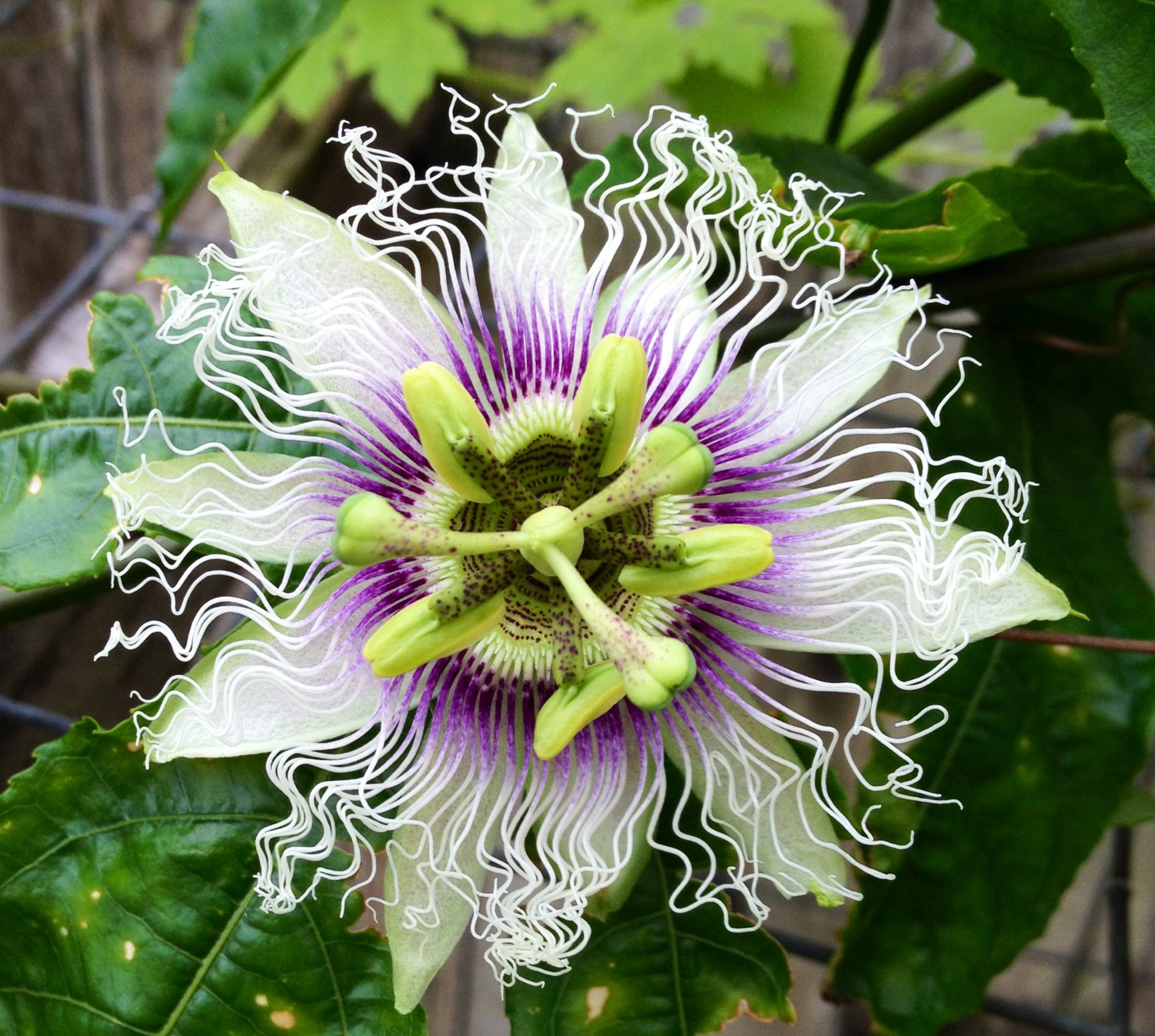 Passion flower from my garden. | Flowers.... | Pinterest | Passion ...