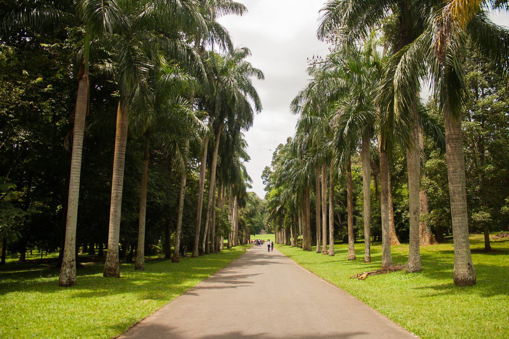 Royal Botanical Gardens (Peradeniya) · YAMU