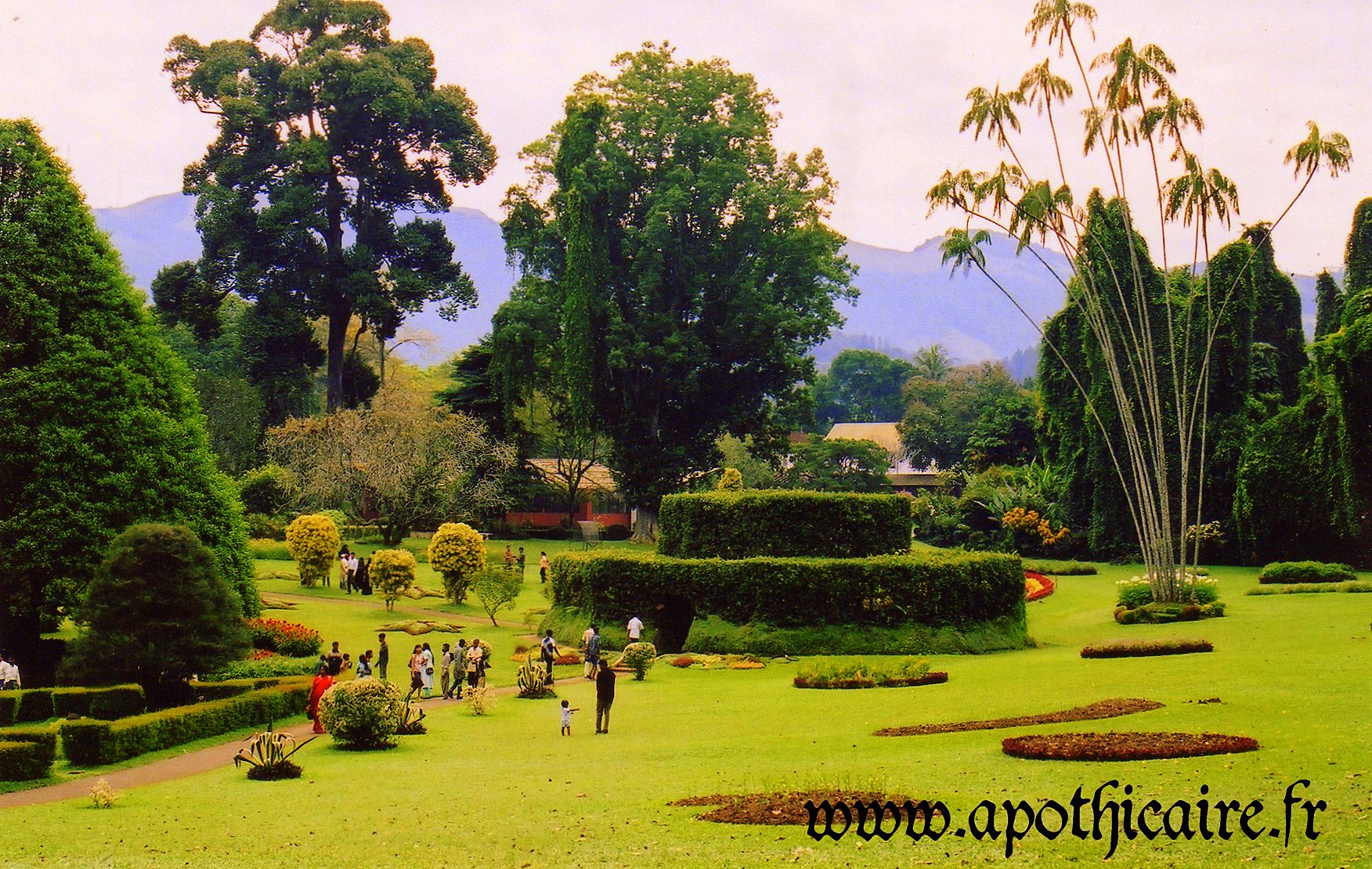 Garden of peradeniya photo