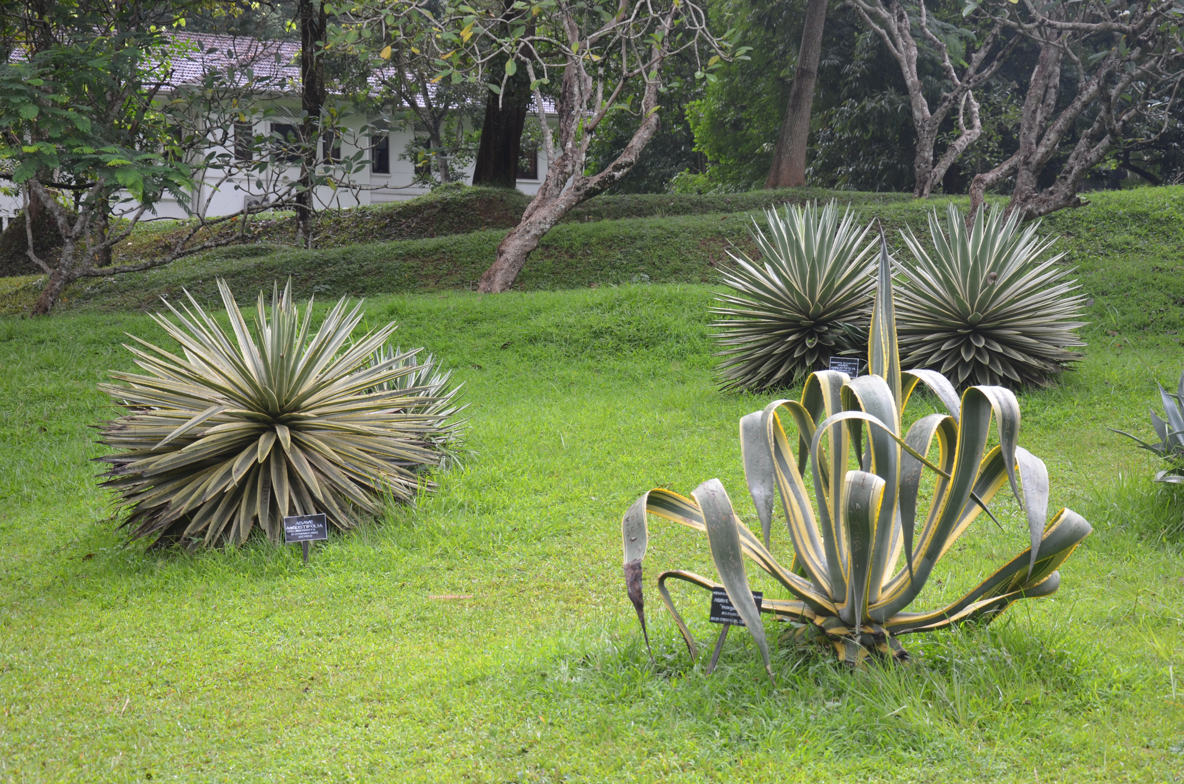 Peradeniya Botanical Gardens, Kandy, Sri Lanka | Why Waste Annual Leave?